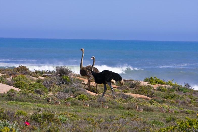 Namaqua Flowers Beach Camp