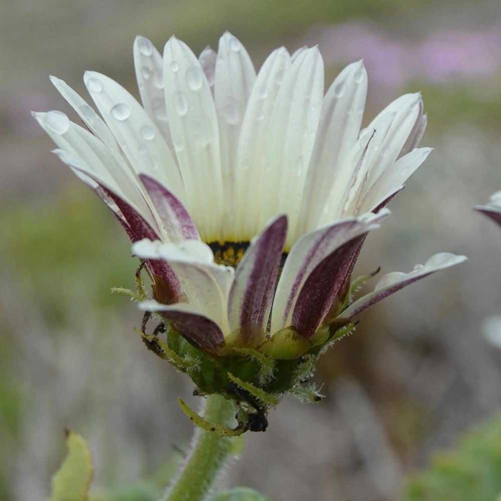 Namaqua Flowers Beach Camp