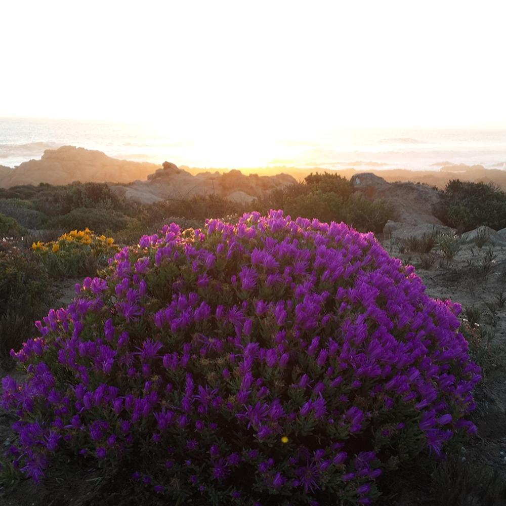 Namaqua Flowers Beach Camp