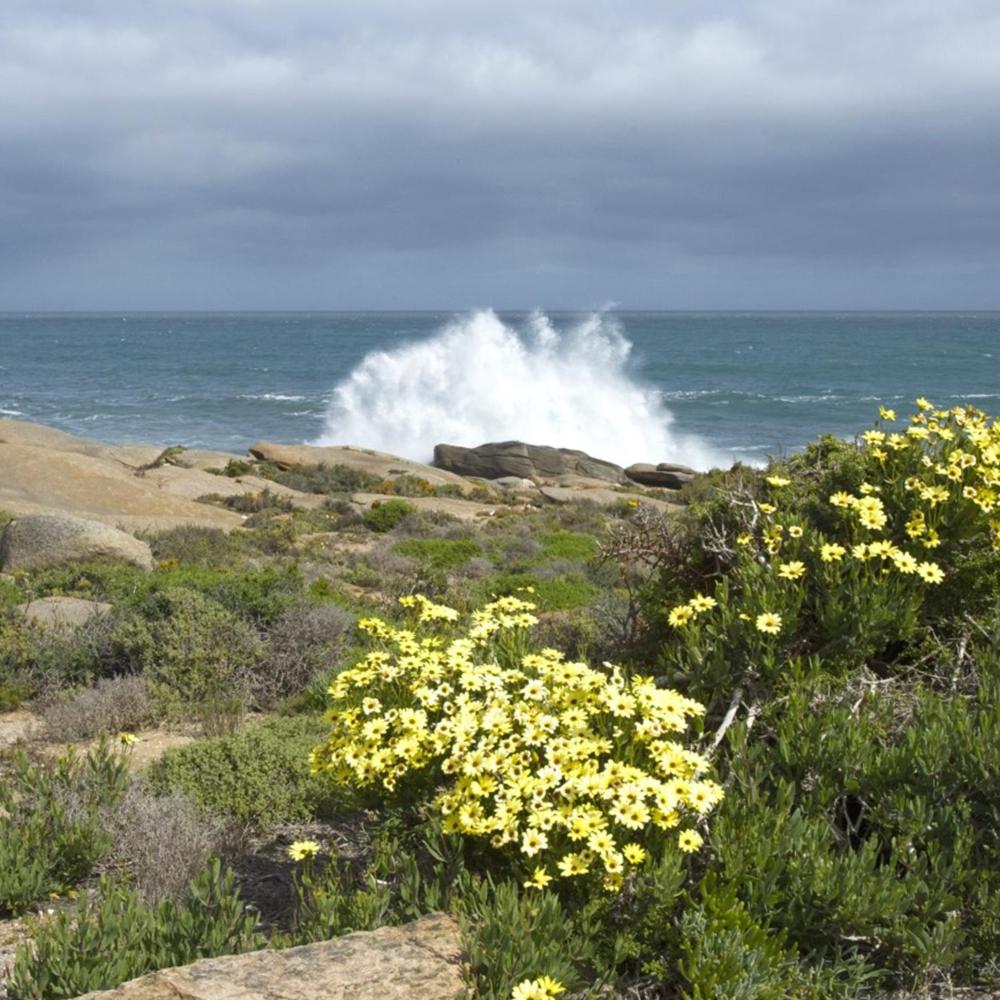 Namaqua Flowers Beach Camp