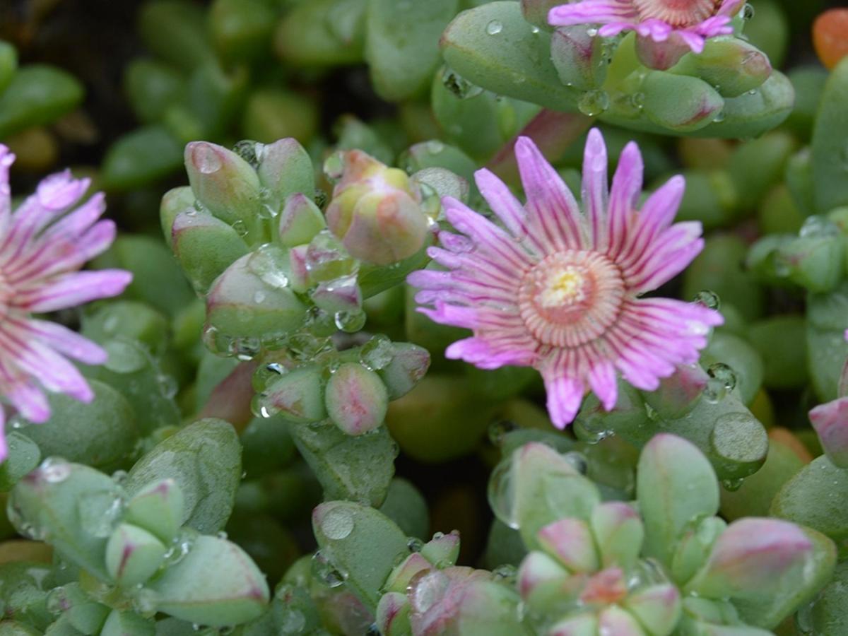 Namaqua Flowers Beach Camp