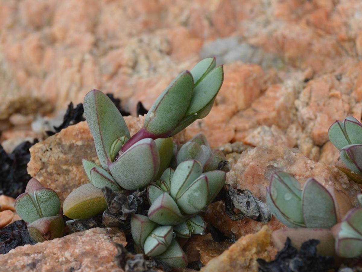 Namaqua Flowers Beach Camp