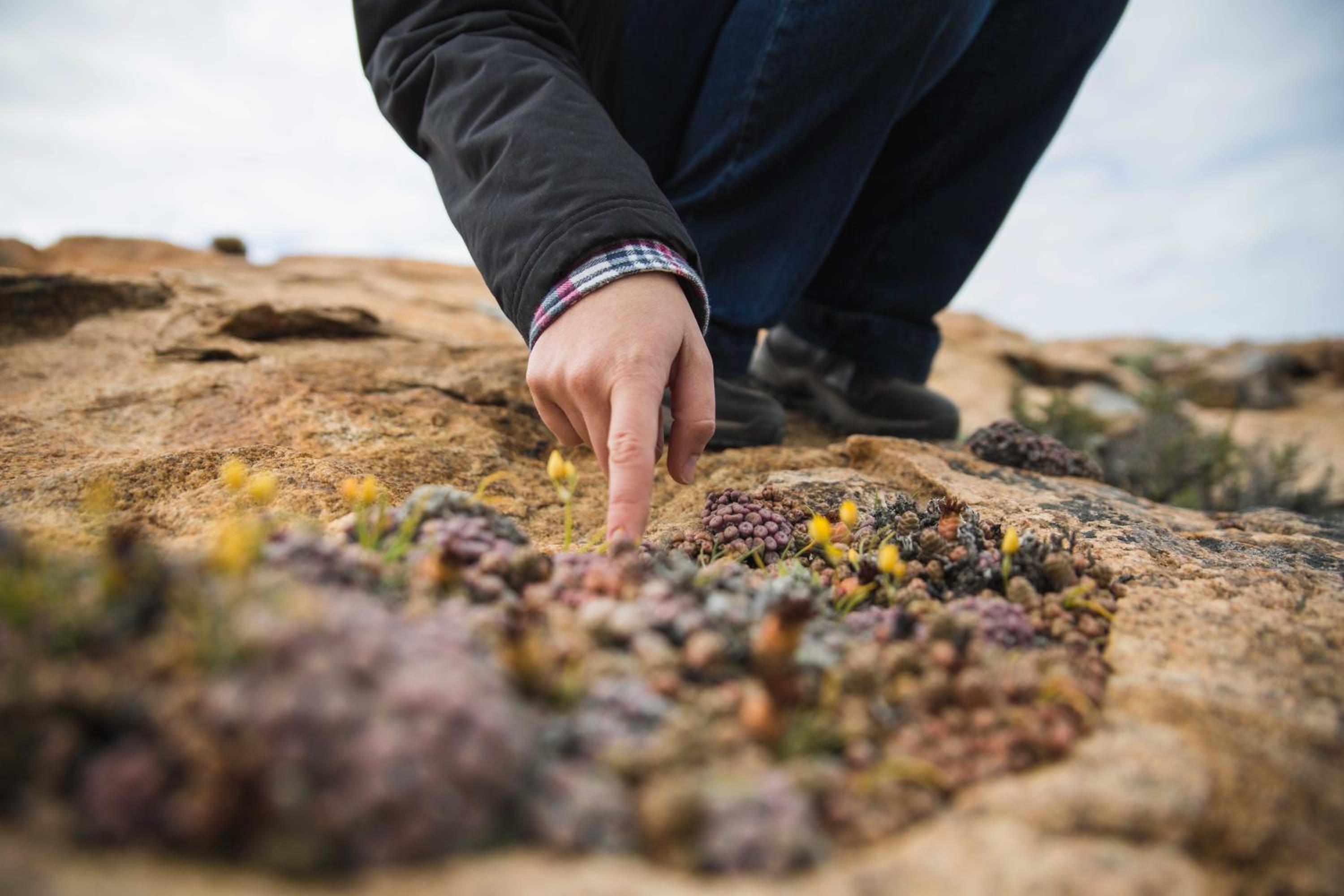 Namaqua Flowers Beach Camp