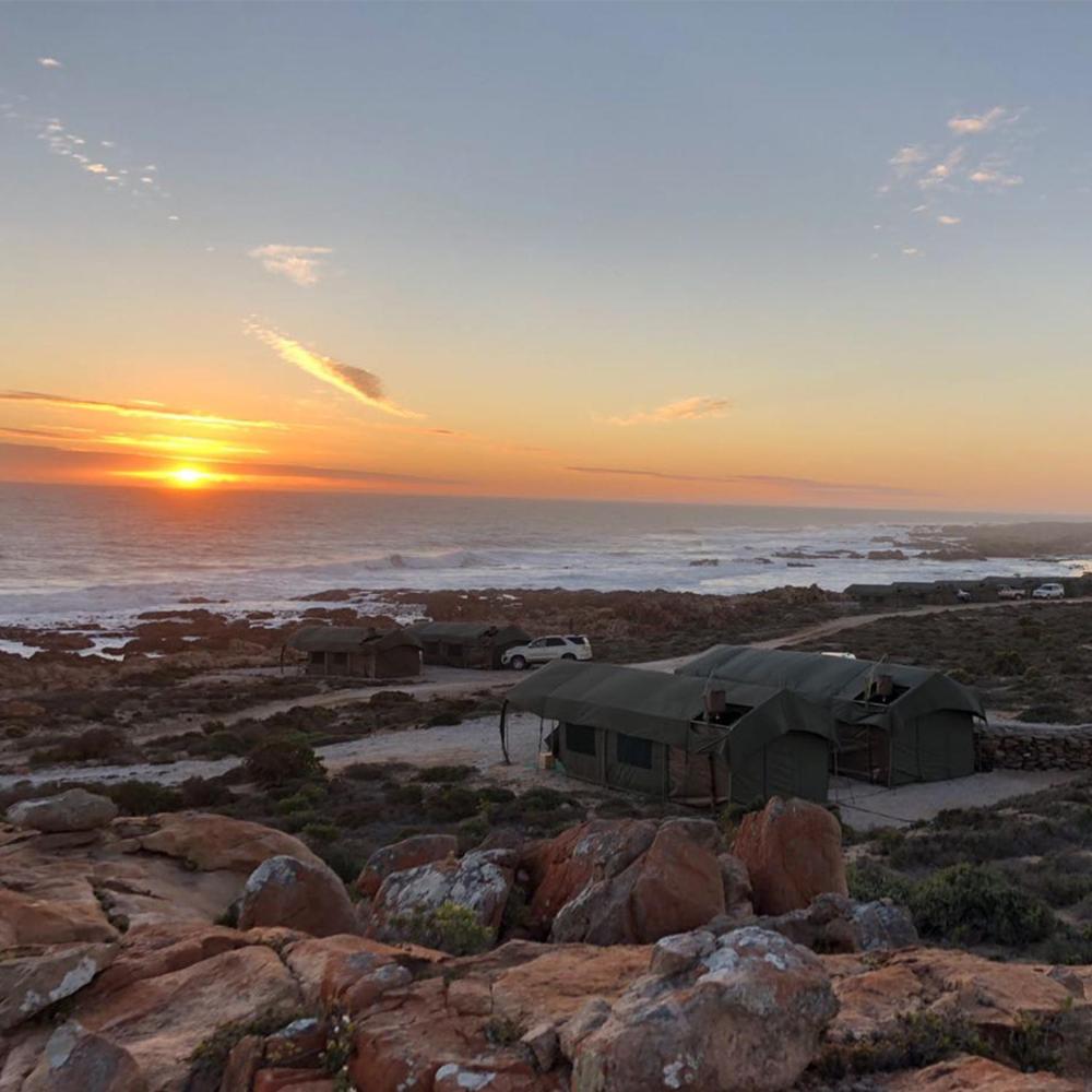 Namaqua Flowers Beach Camp
