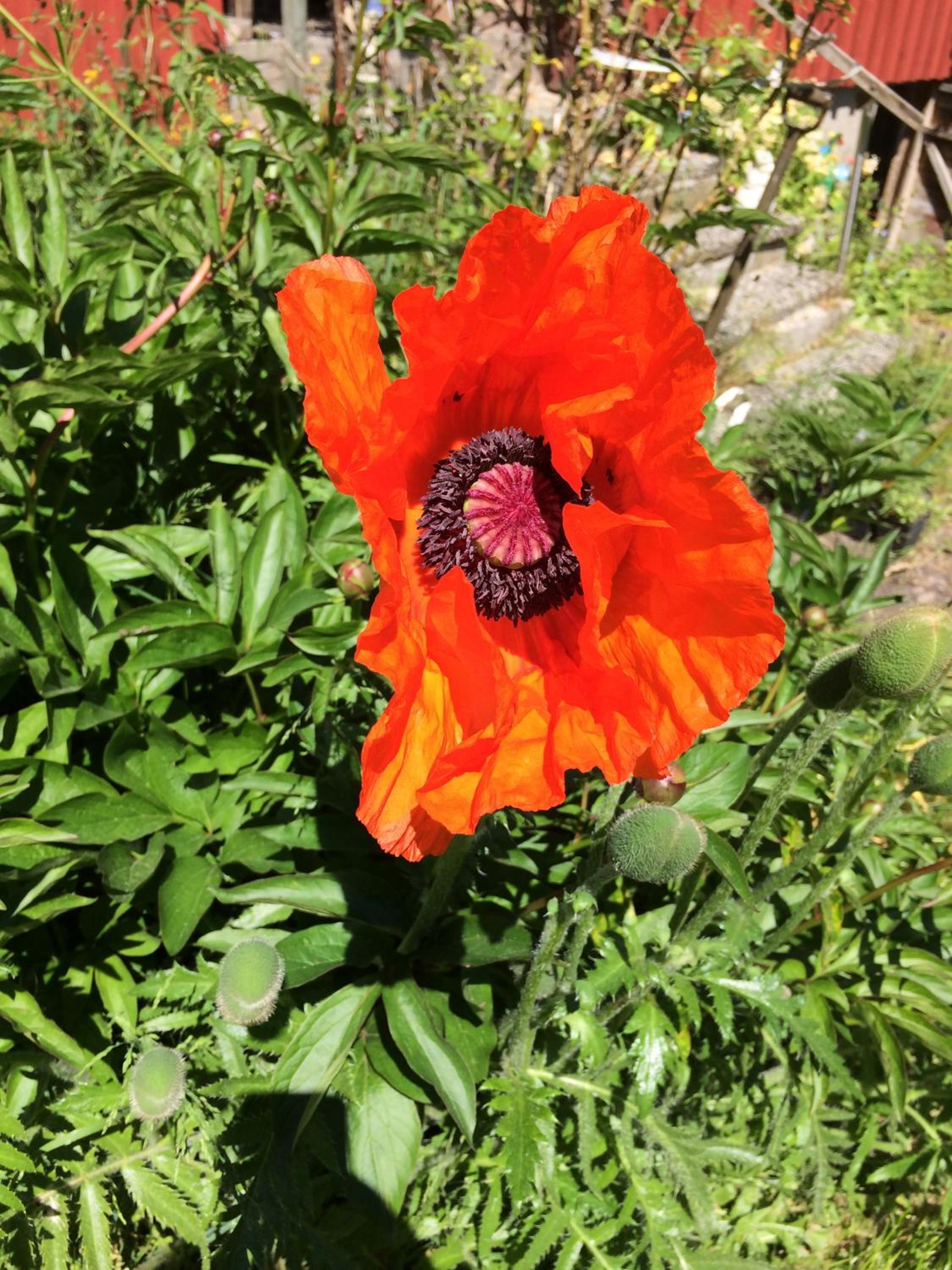 Photo 46