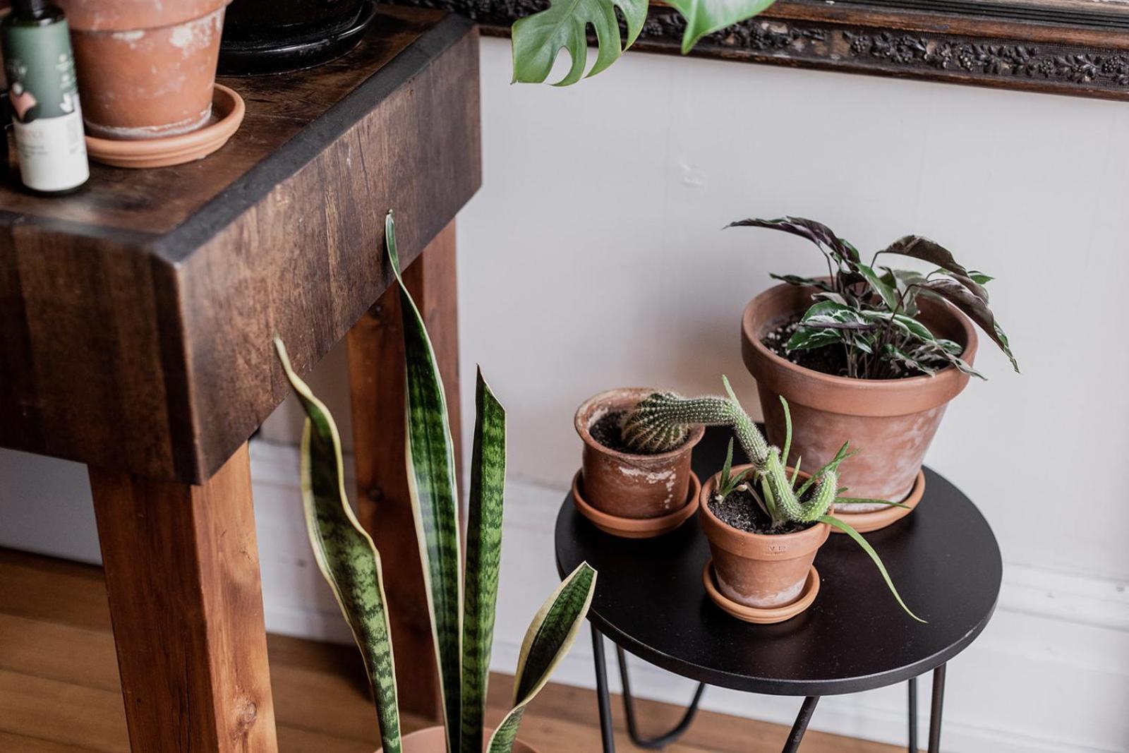 Central Hobart Studio
