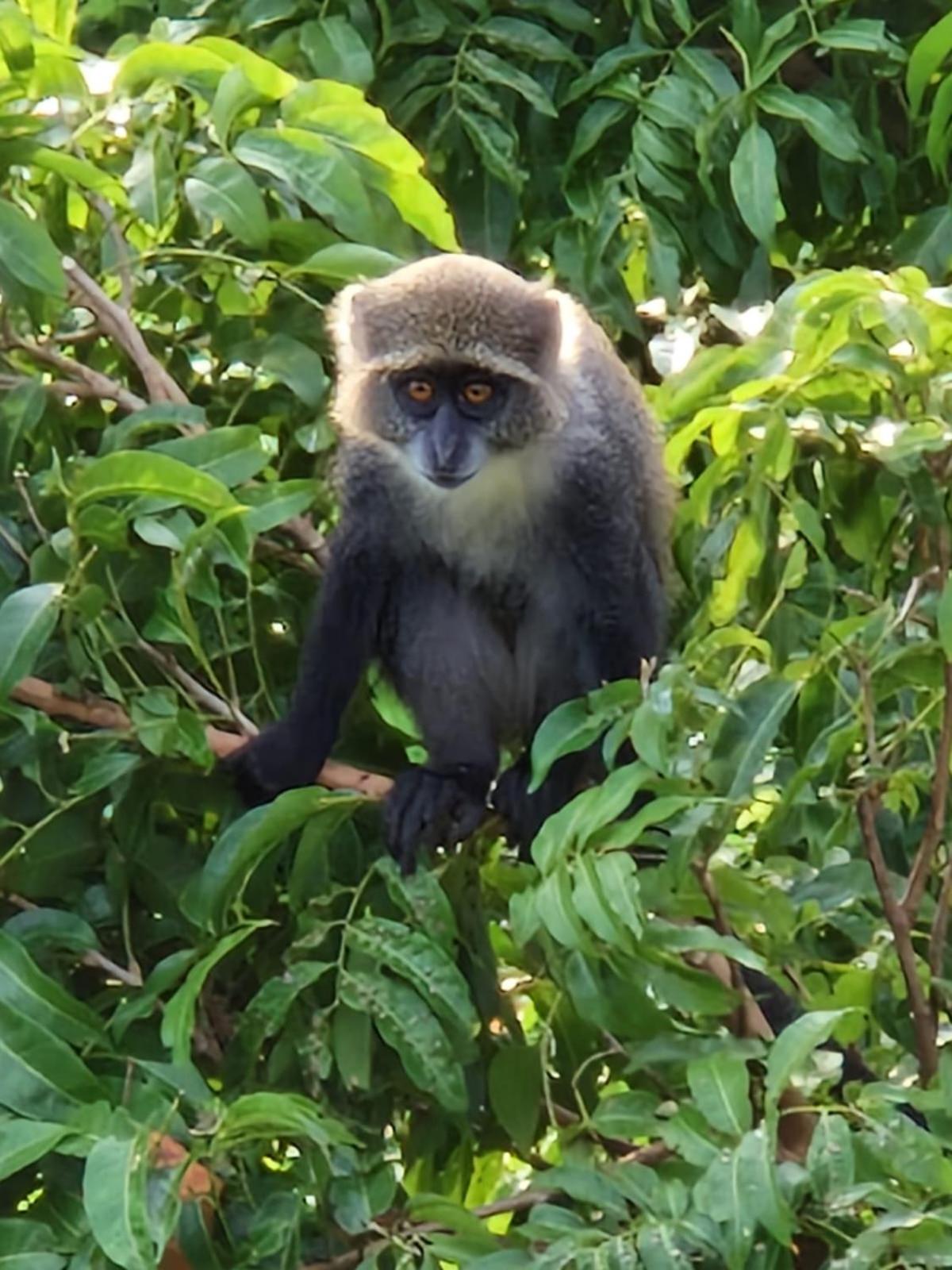 MONKEY MOUNTAIN LODGE