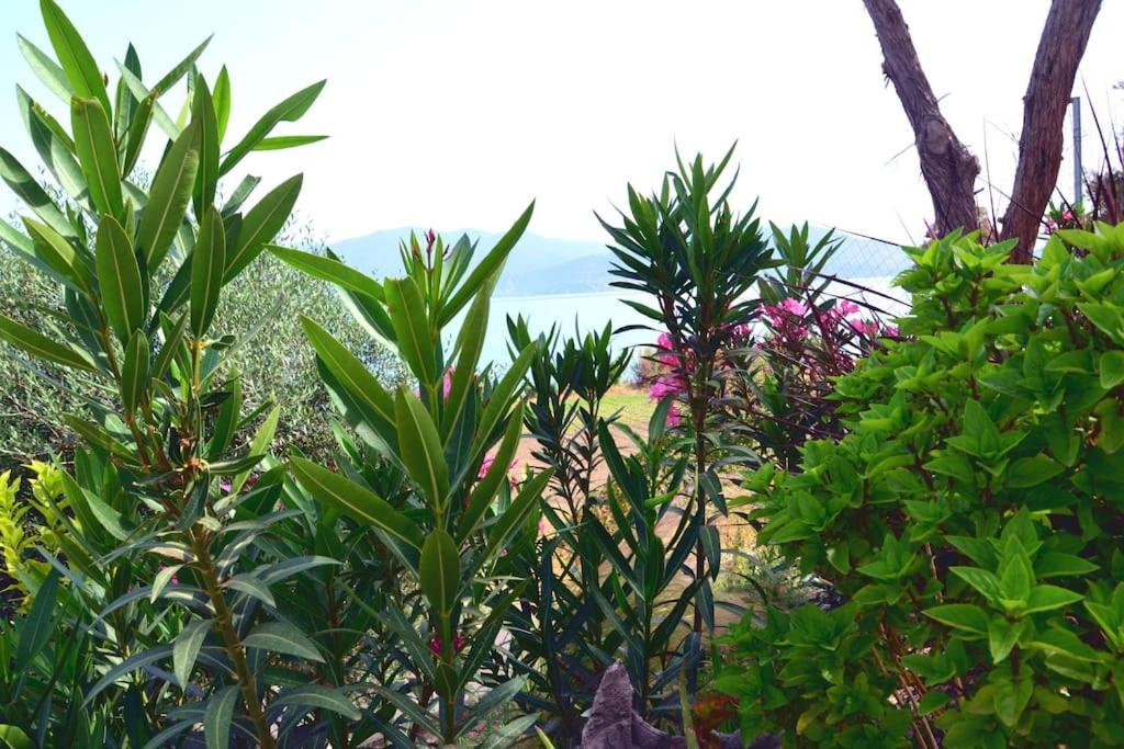 Terra Saronia