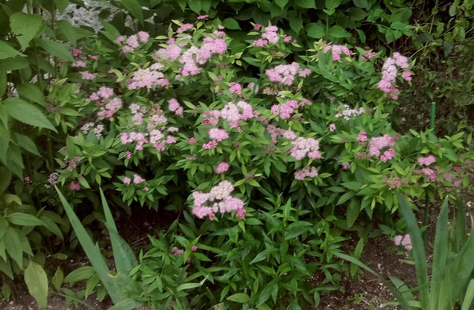 Photo 49