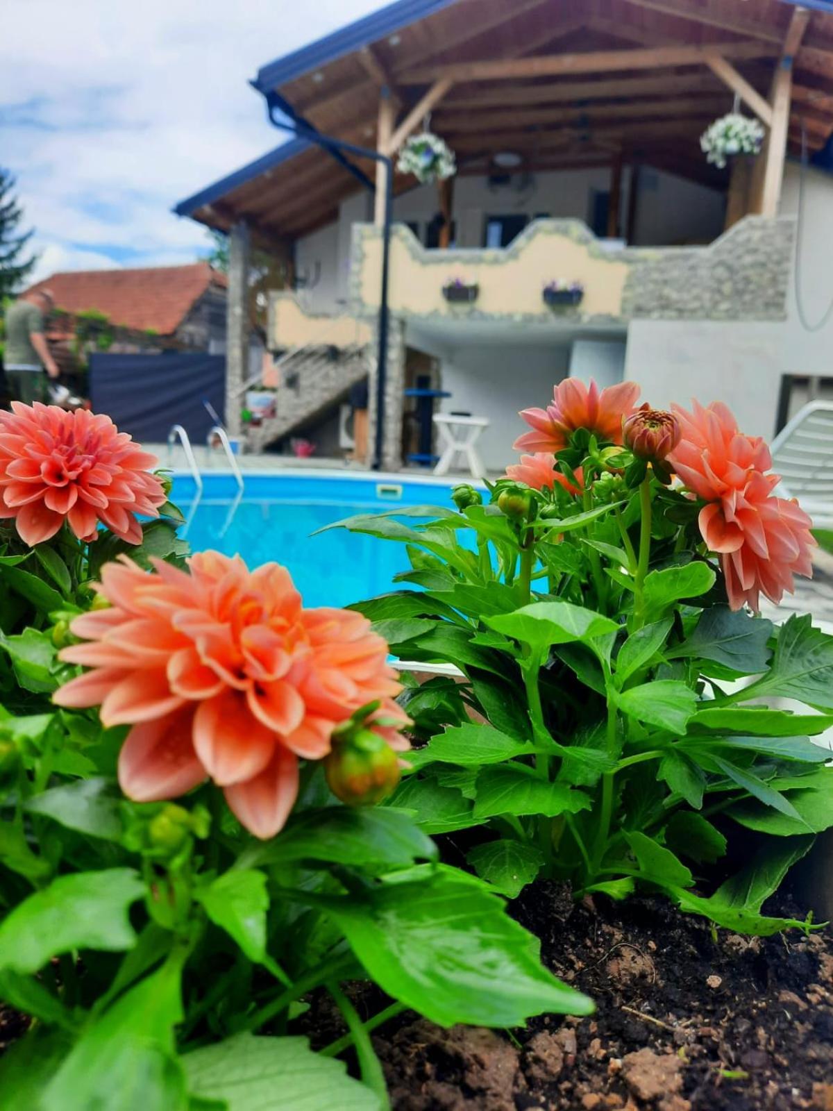 kralje