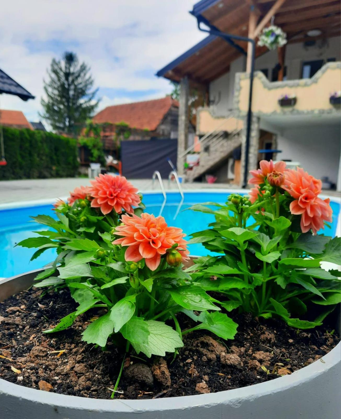 kralje