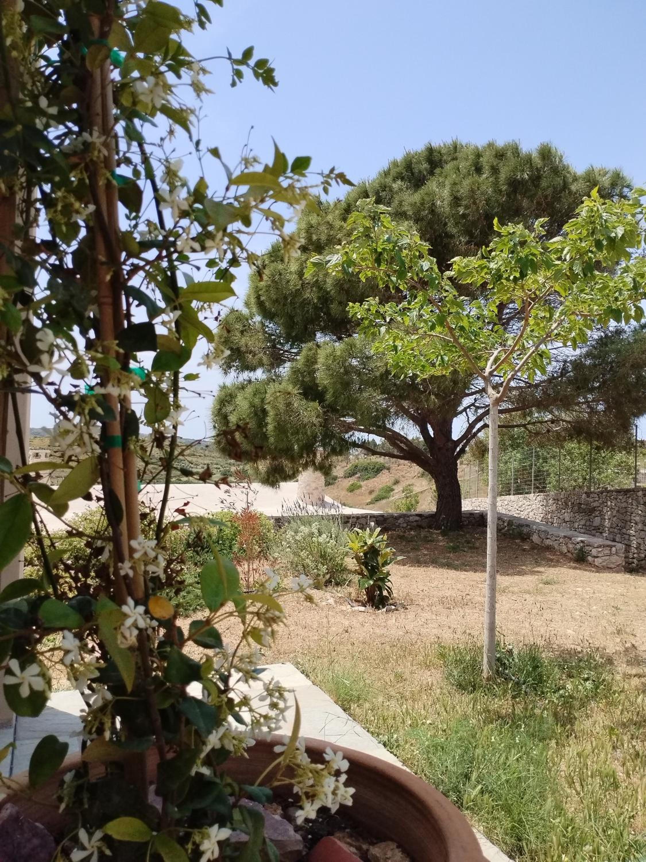 Oxalis Villas