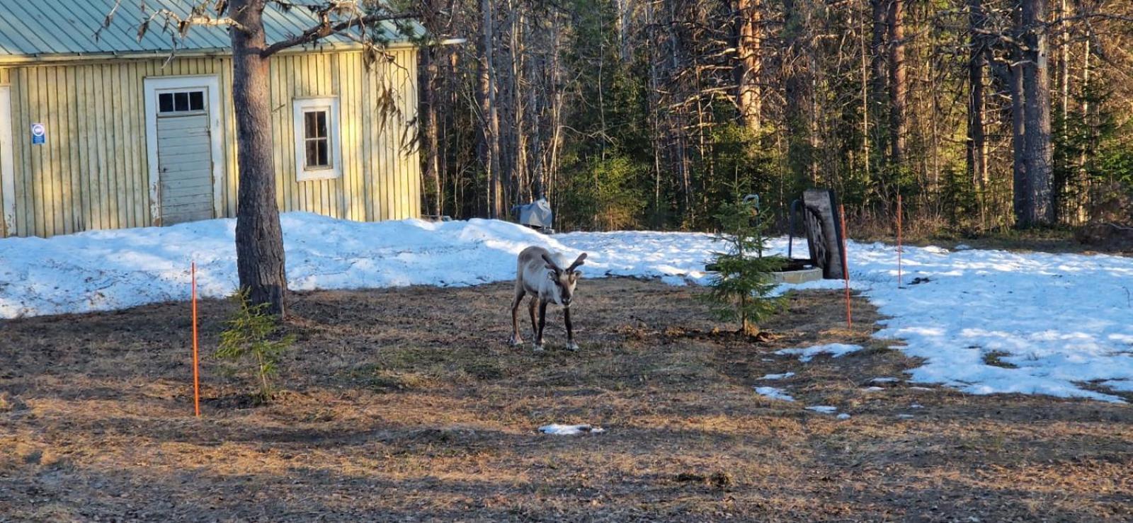 Lapland Old School