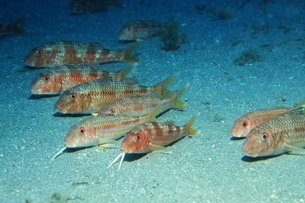 Roquetas Costa