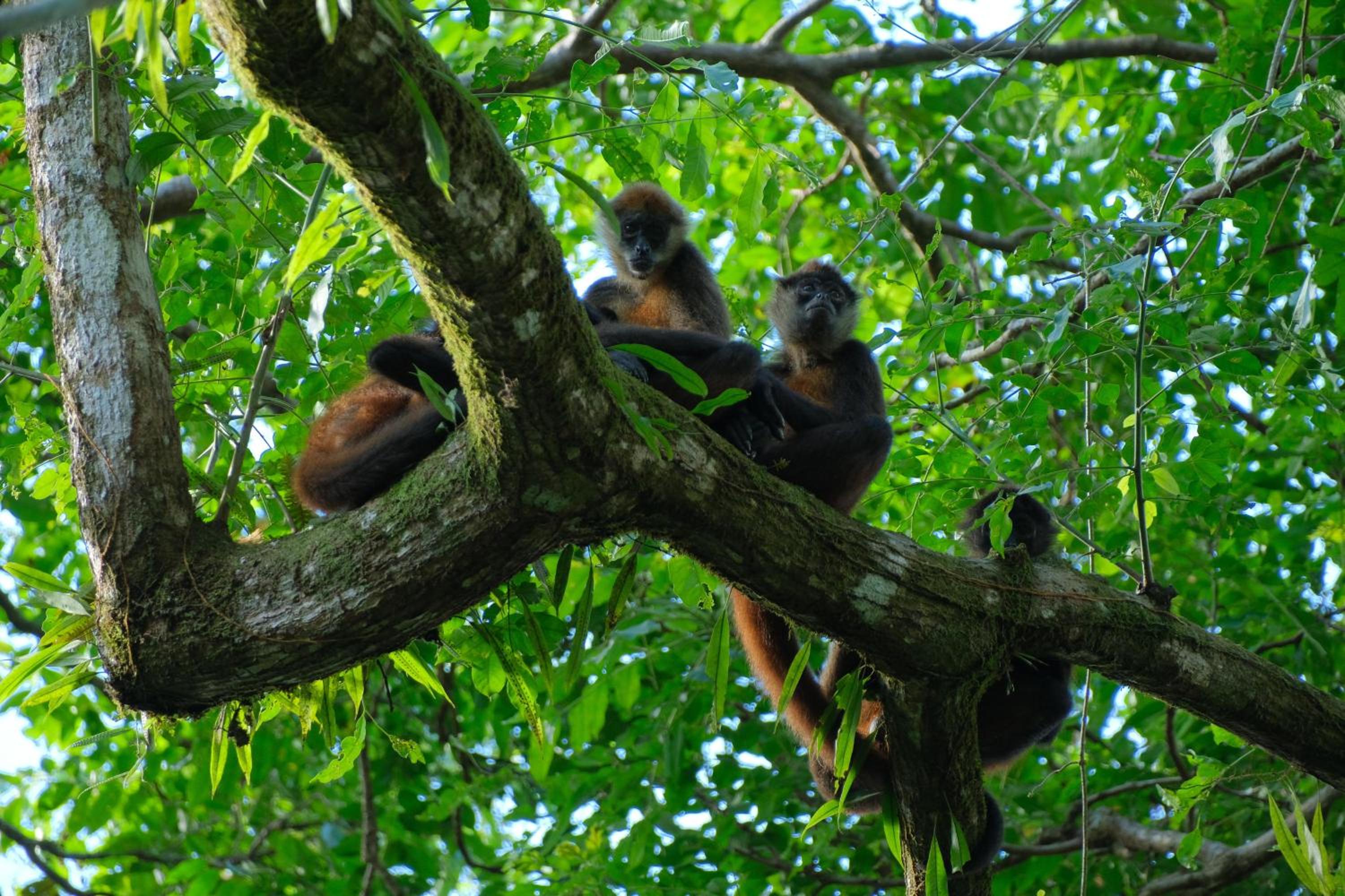 Fauna Lodge