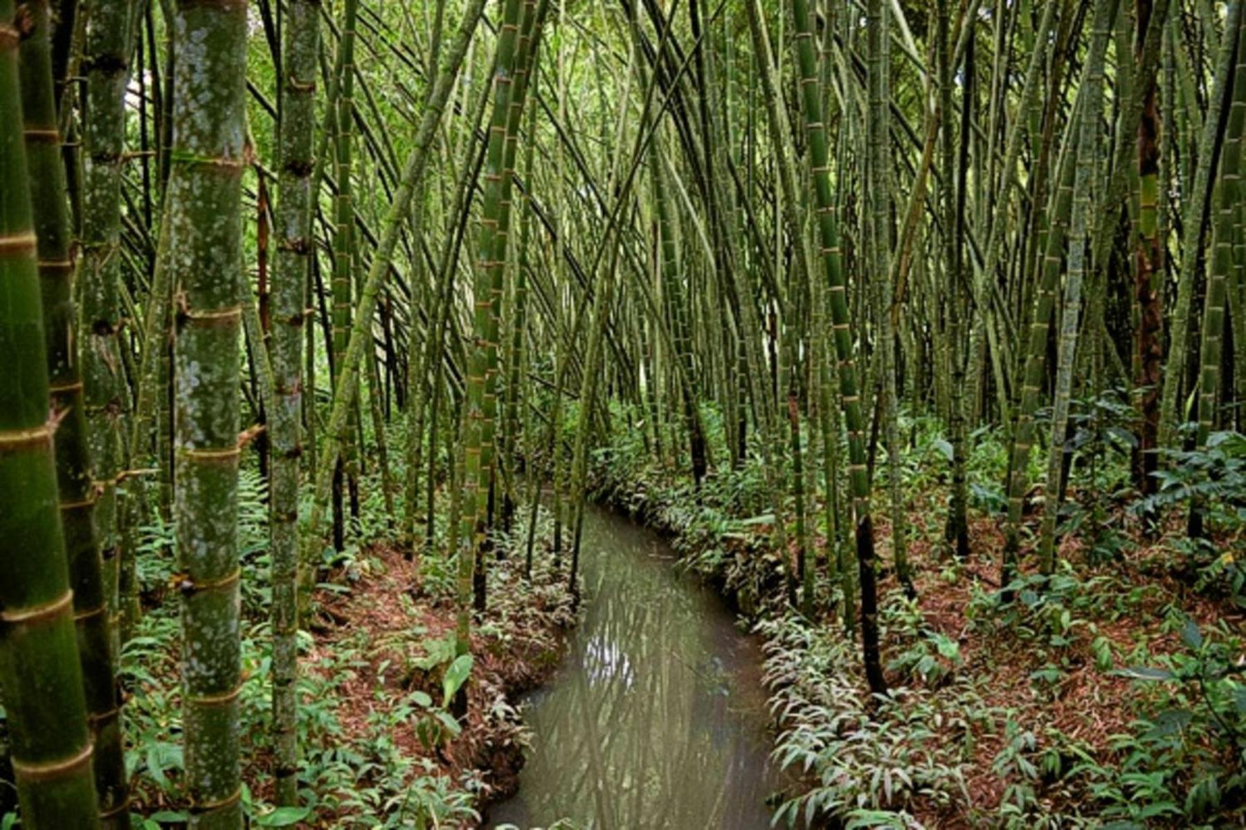 El Jardín de los Colibríes - Pereira, Risaralda