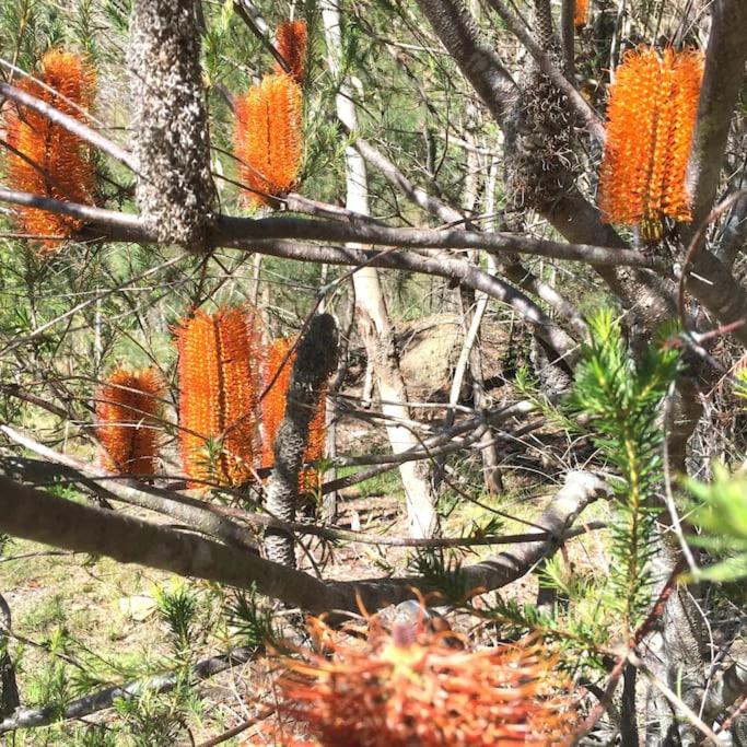 Nature Retreat & Artists Studio 90mins from Sydney