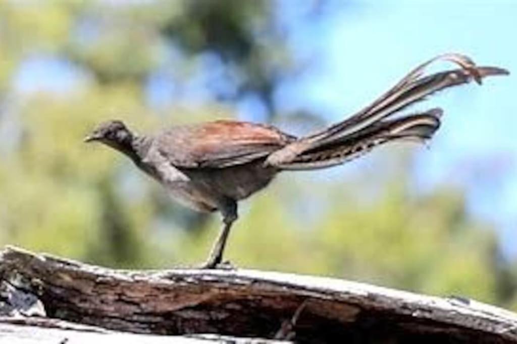 Nature Retreat & Artists Studio 90mins from Sydney