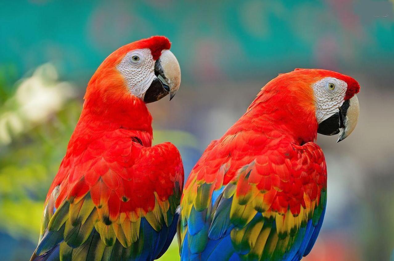 El Jardín de los Colibríes - Pereira, Risaralda