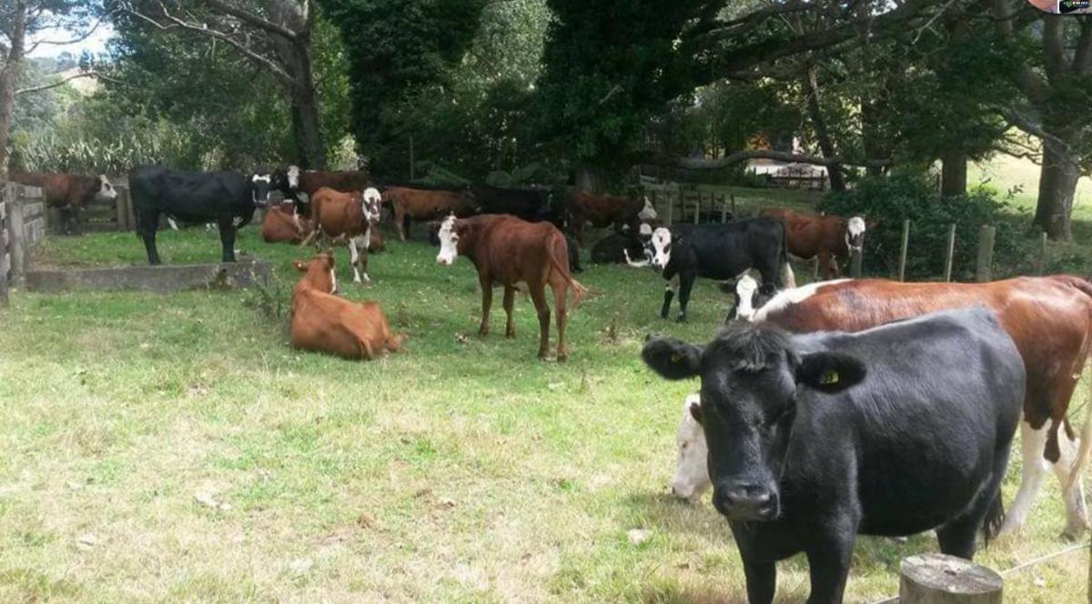 PTJC Farms