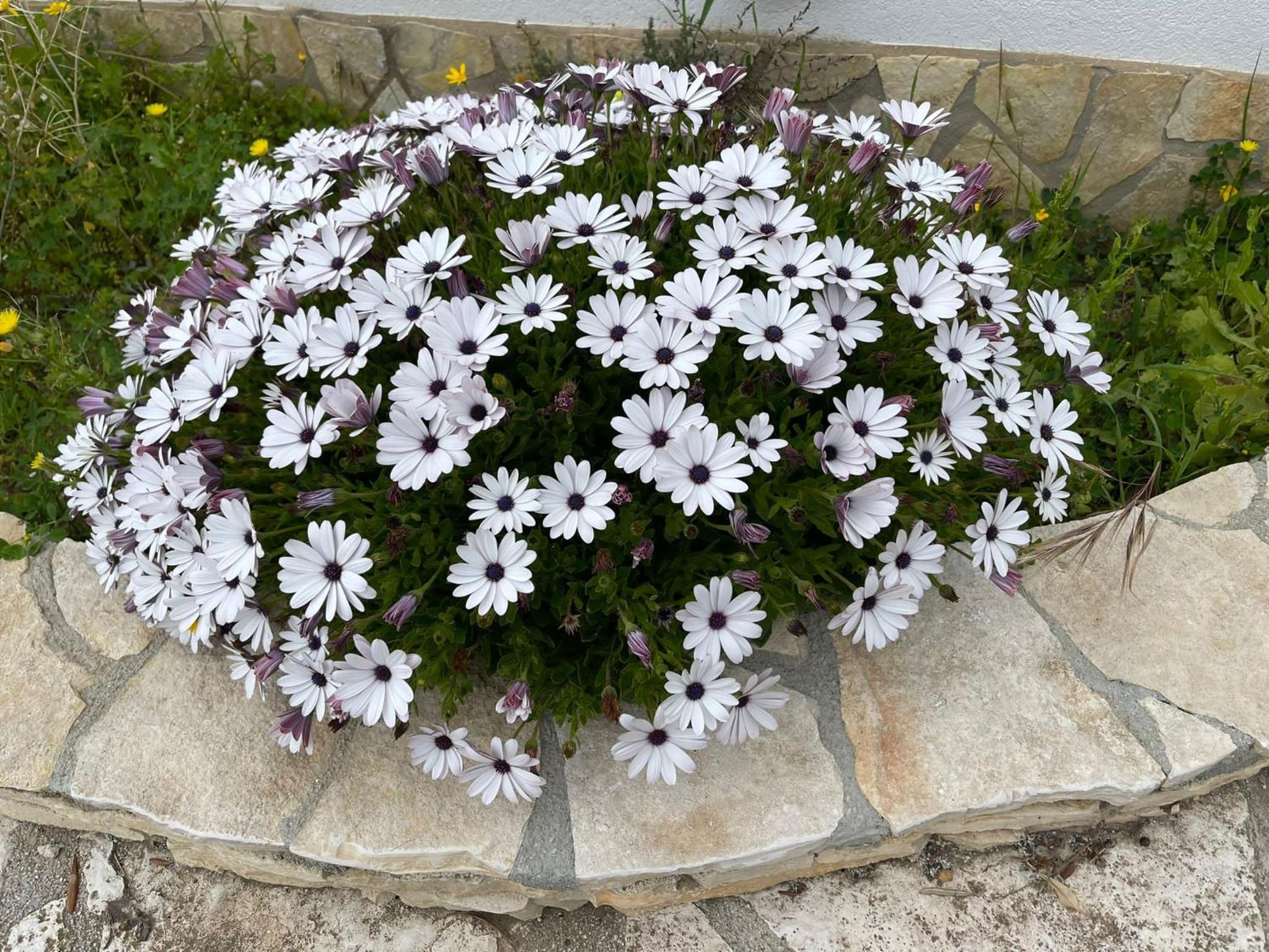 Fiori Di Campo view 4
