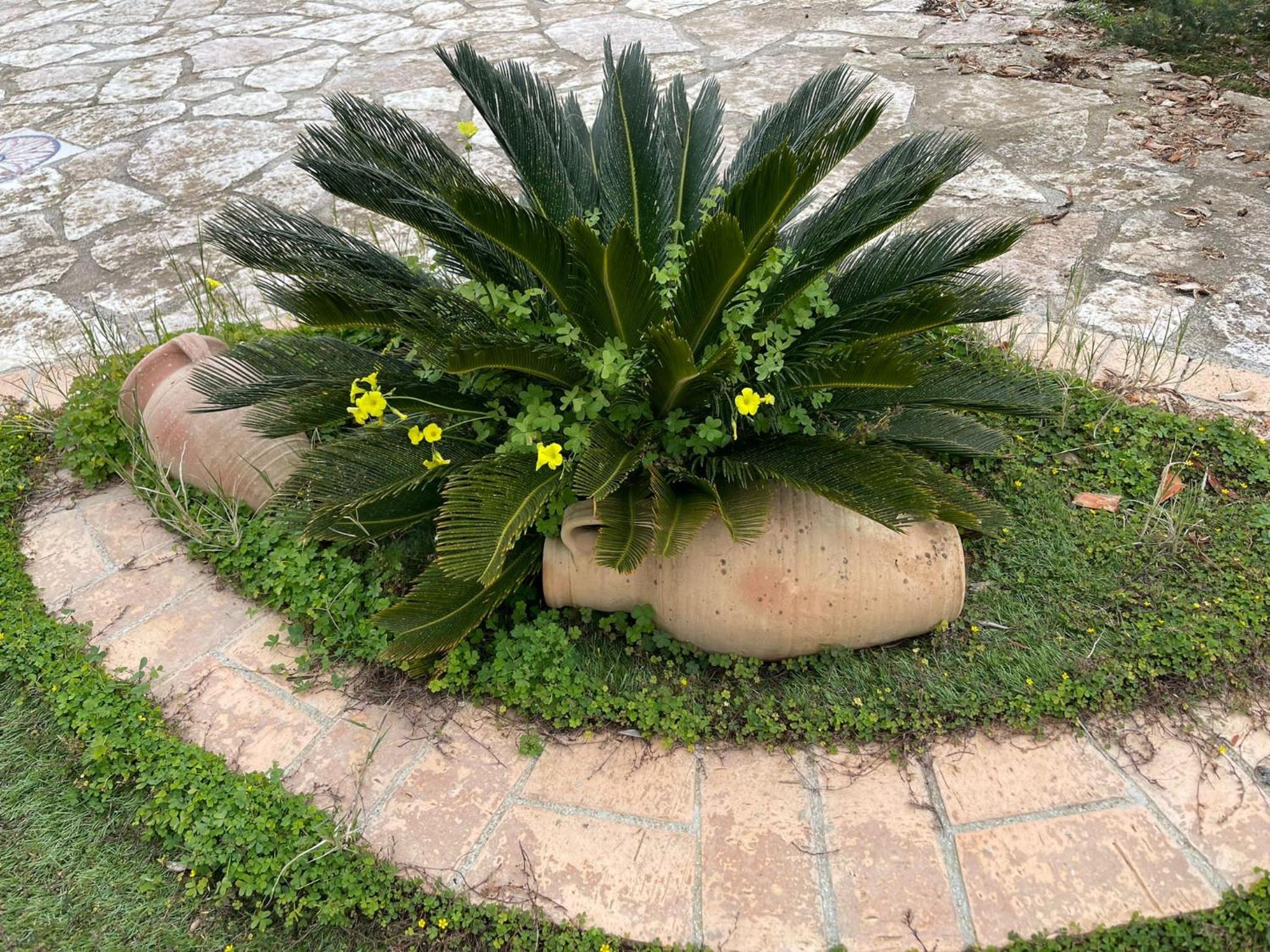 Fiori Di Campo view 3