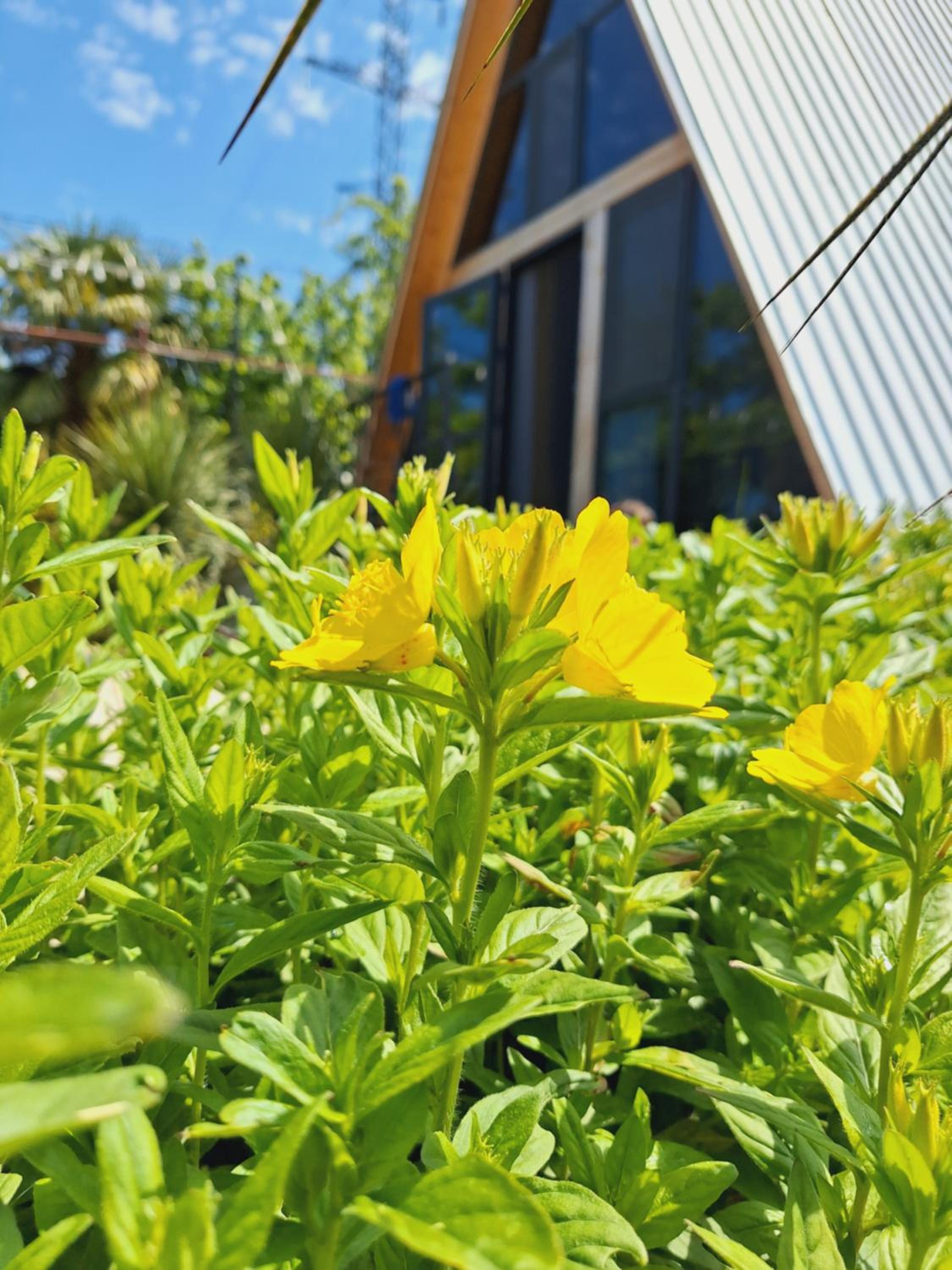 Paradise cottage