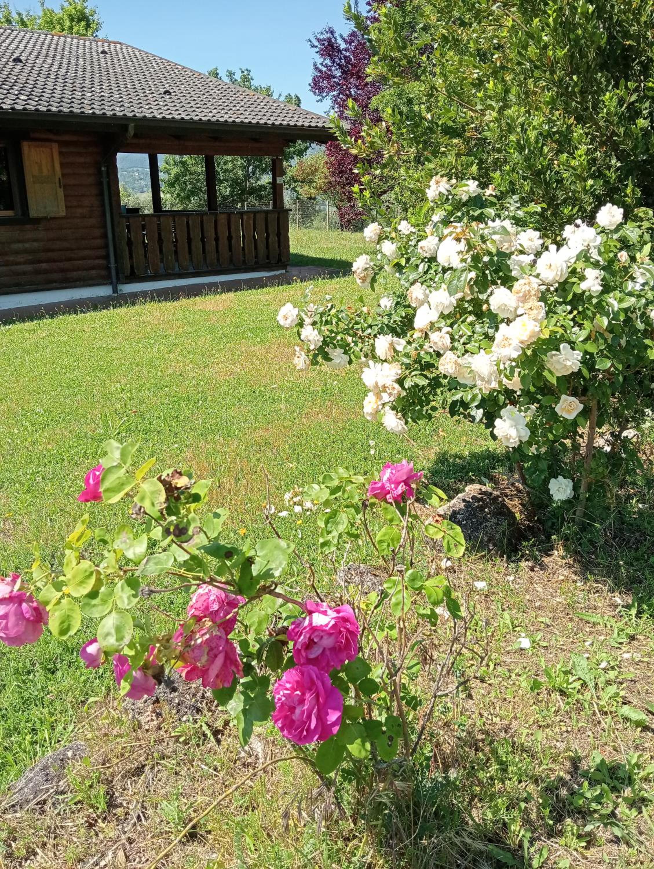 Le tre poiane