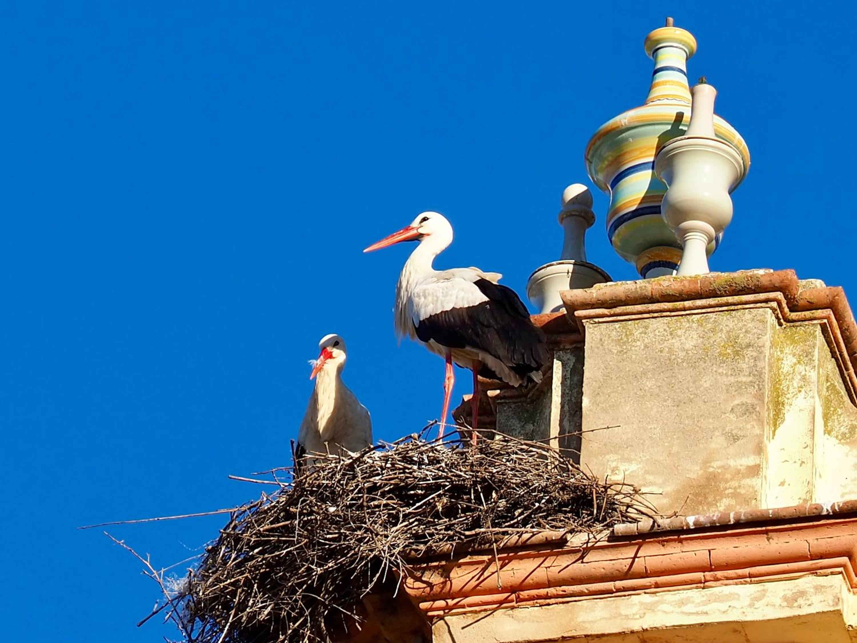 Casa Estrella Oro