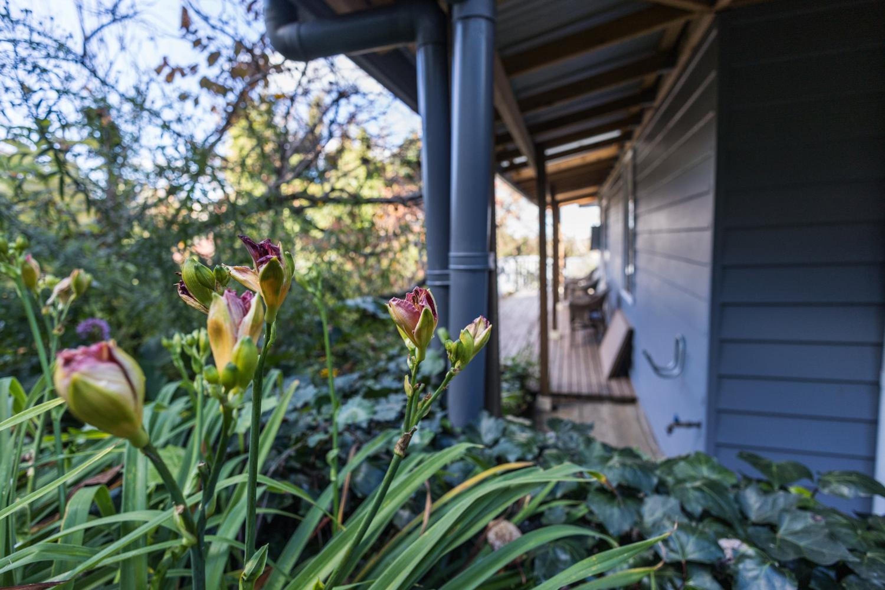 Blue Mountains Bliss Cottages Katoomba - Rosebud