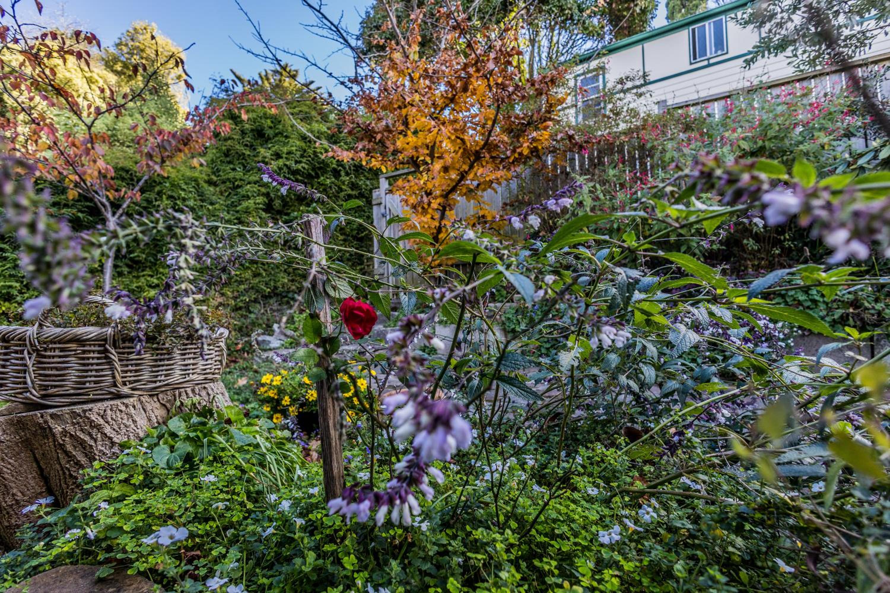 Blue Mountains Bliss Cottages Katoomba - Rosebud