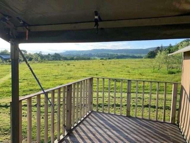 Curlew - Bleasdale view 4