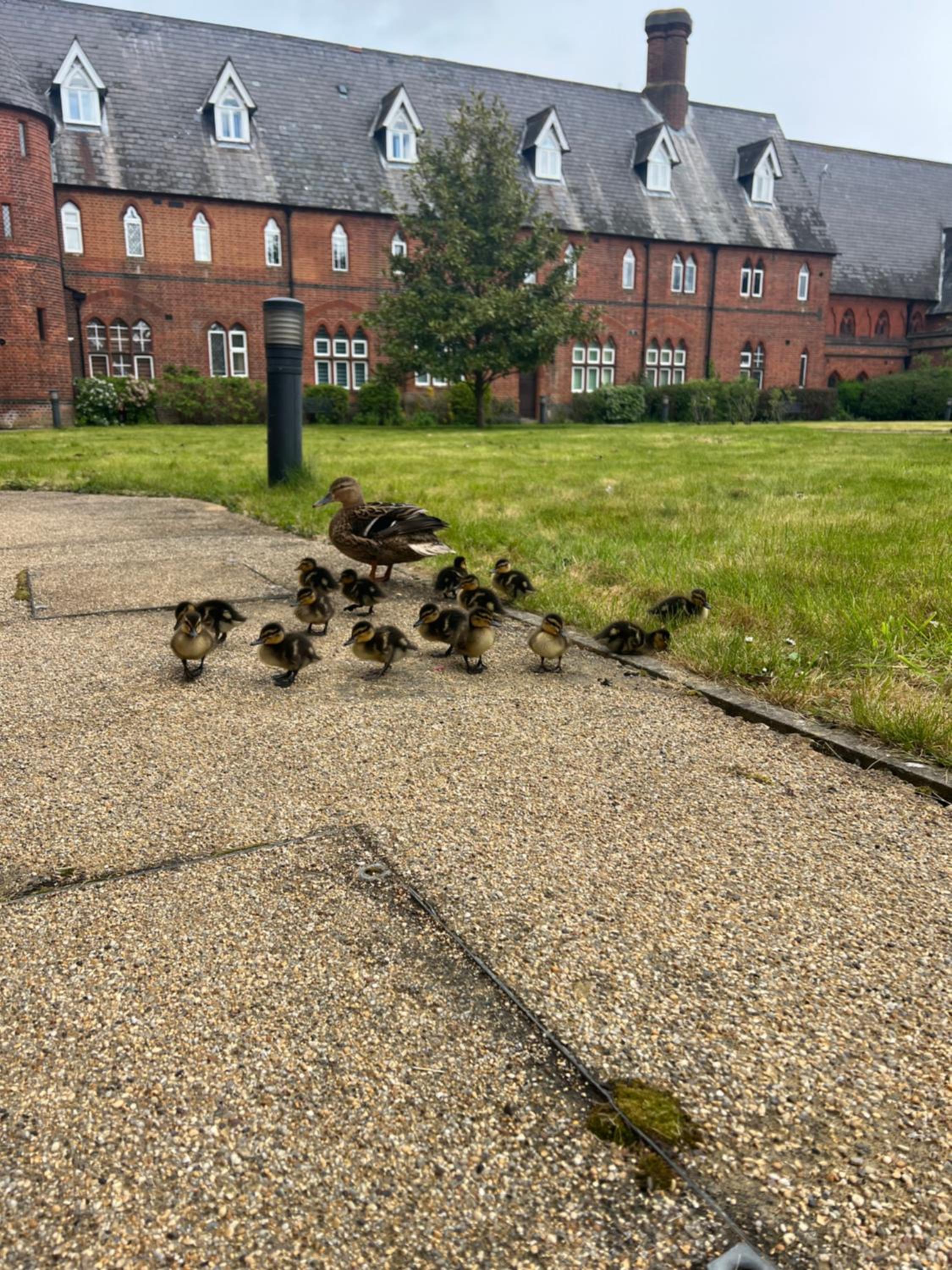 Victorian convent