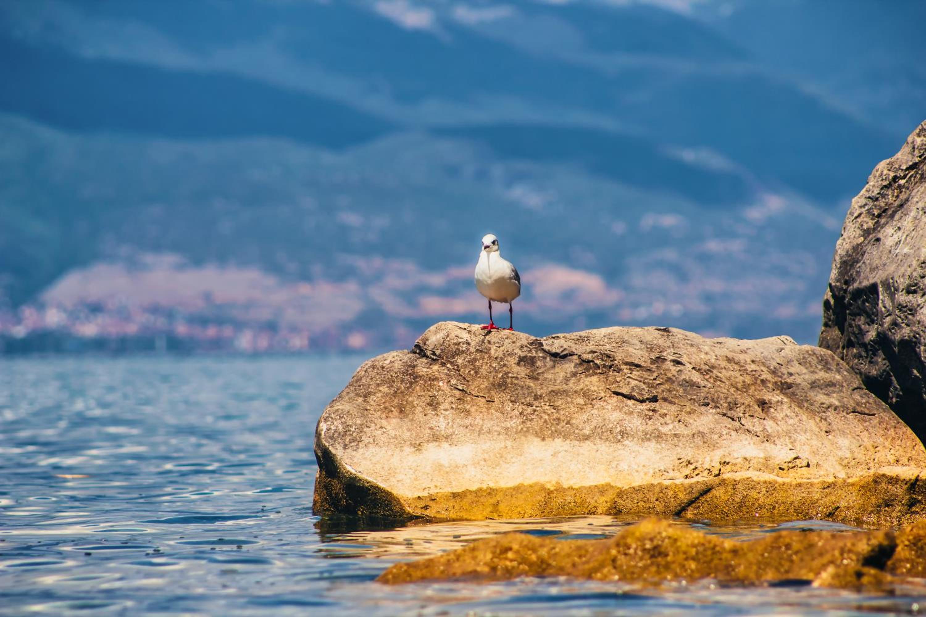 Park Lakeside Ohrid