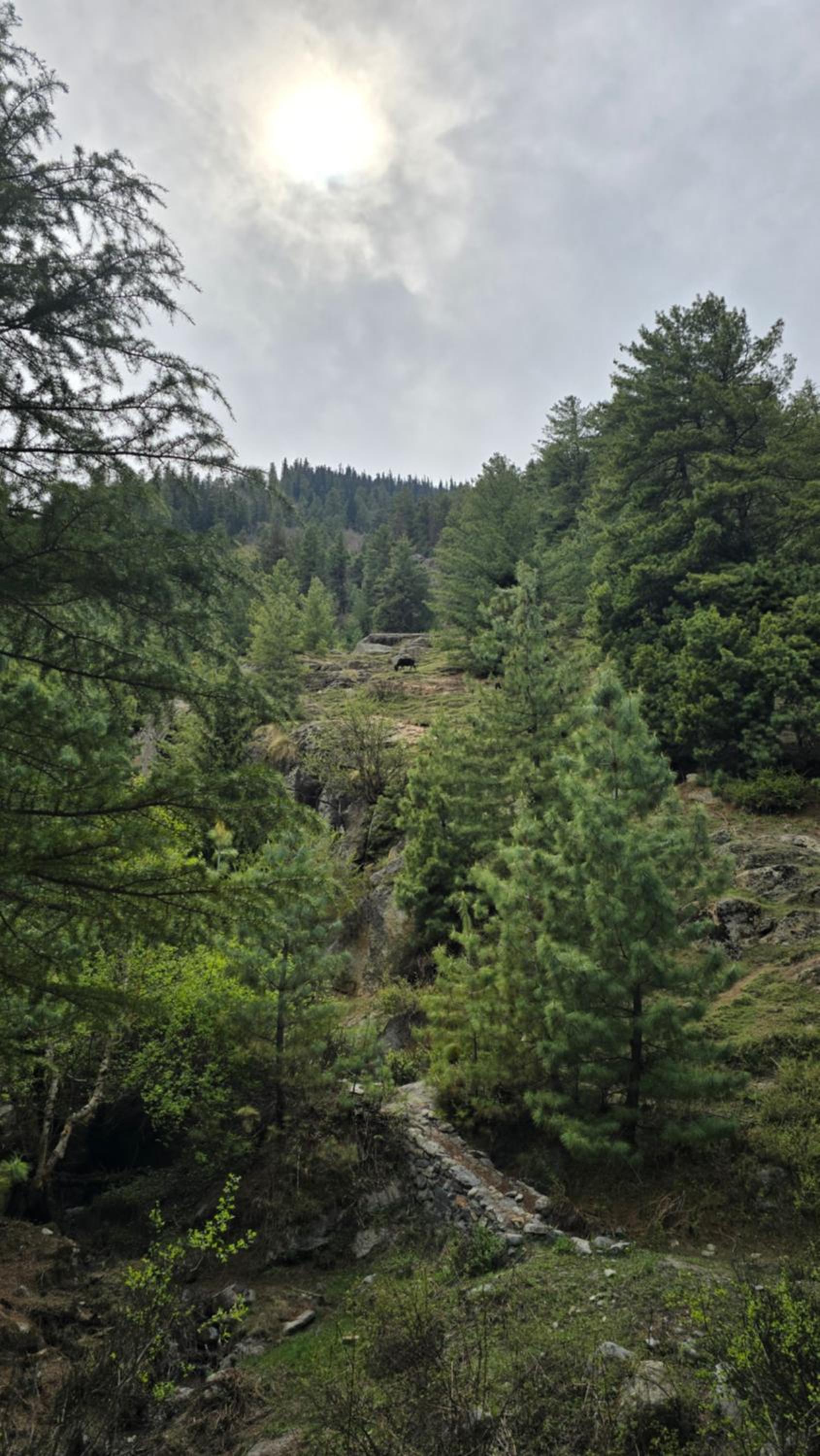 Sangla Valley Camping