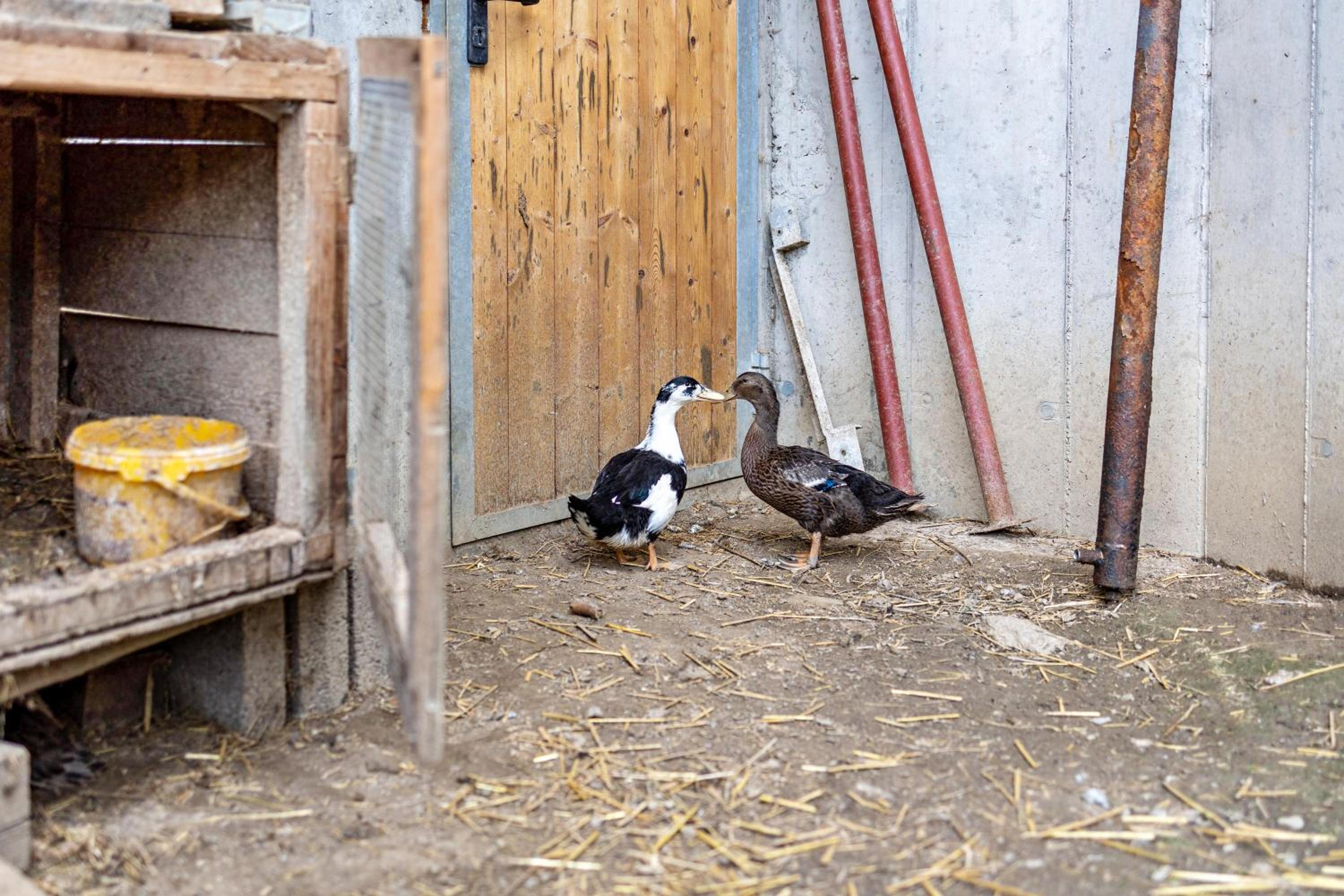 Photo 33