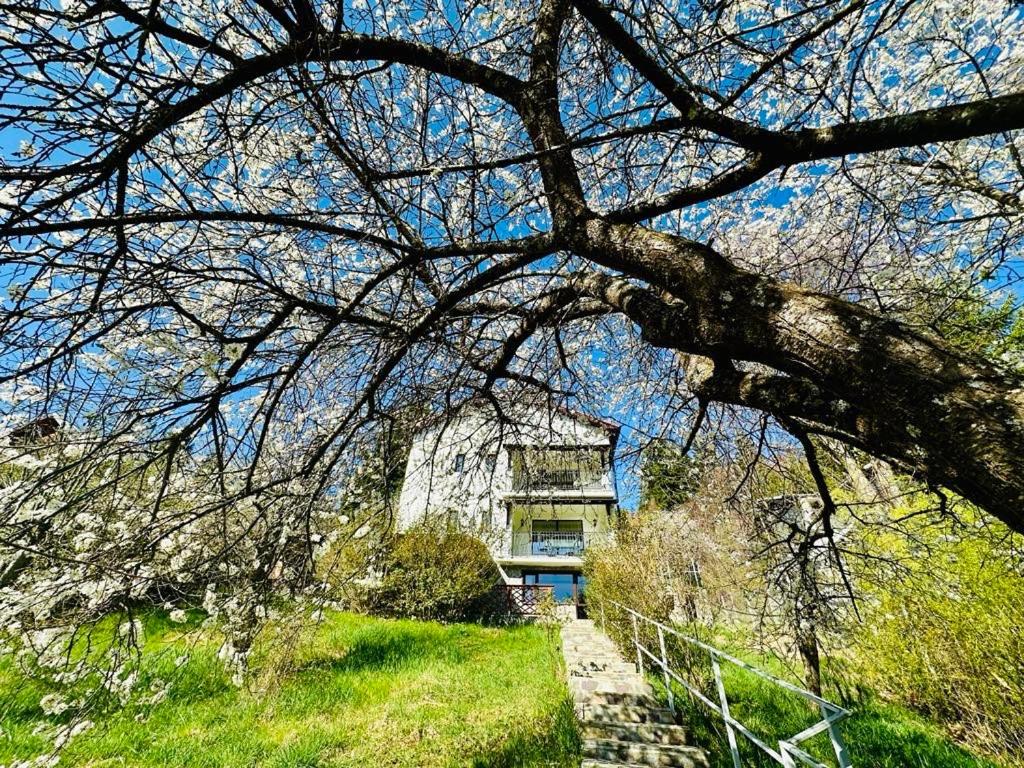 Iepurasul Sinaia