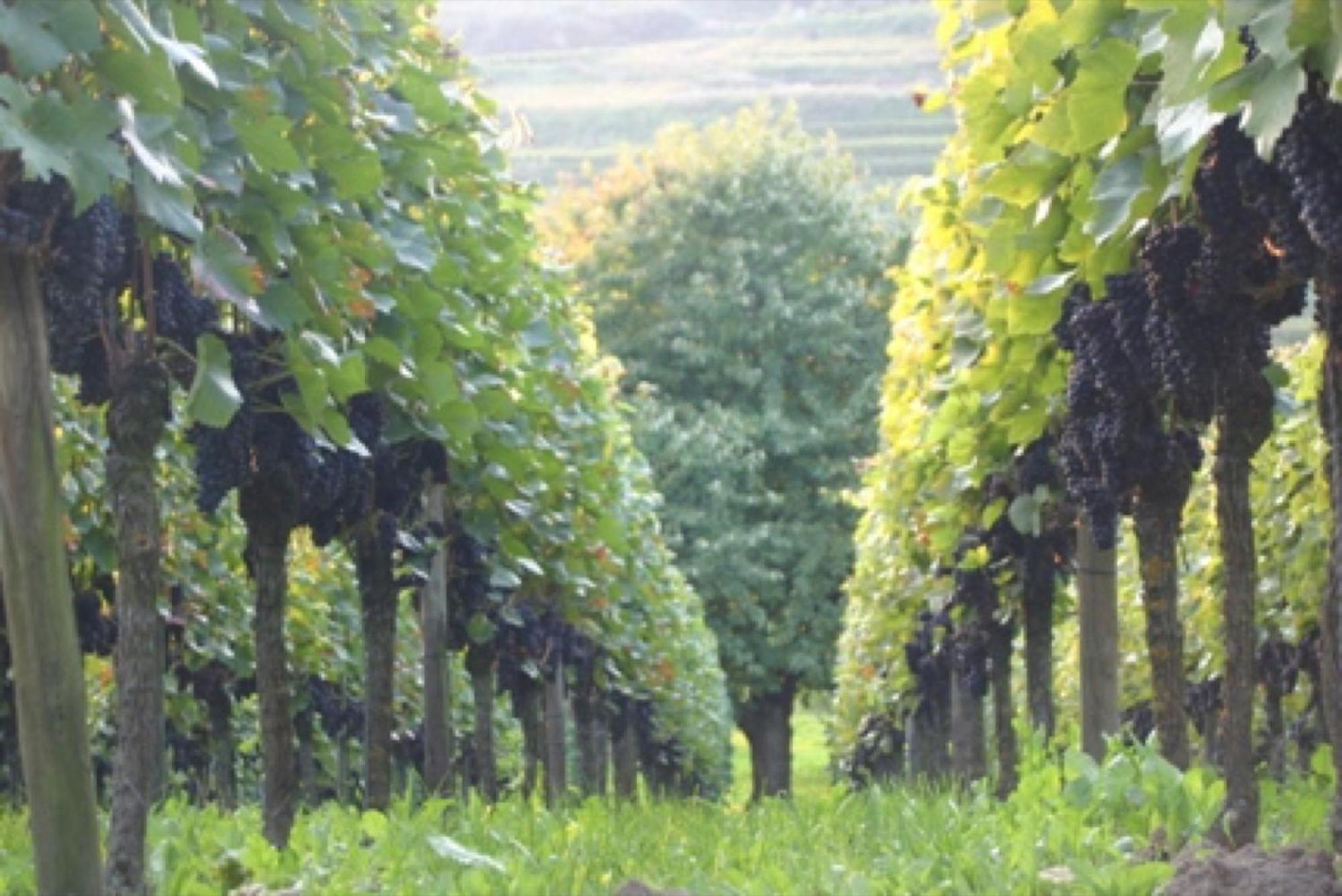 Bianca's Kaiserstuhl