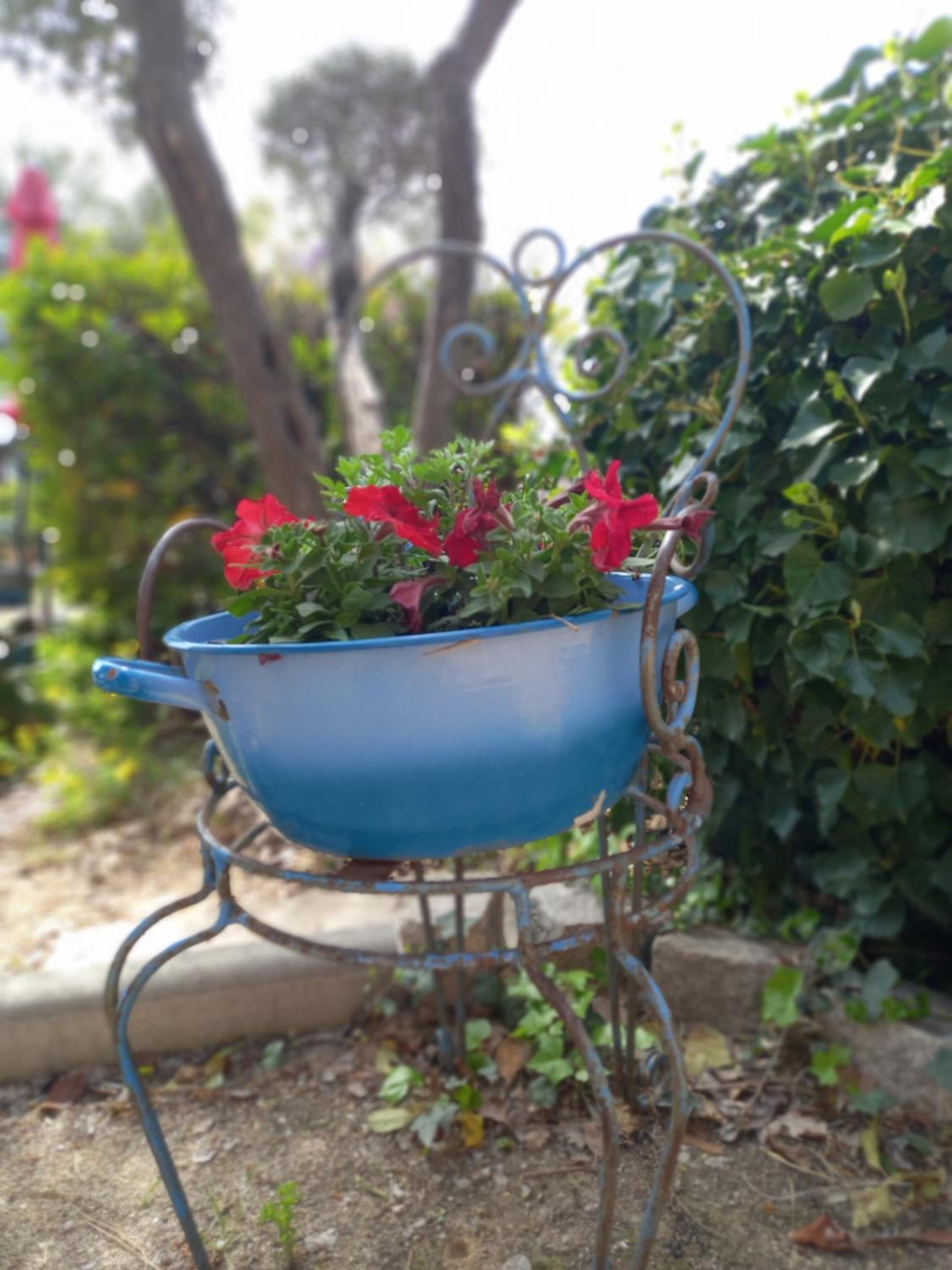 Le jardin de Sabine, photo 56