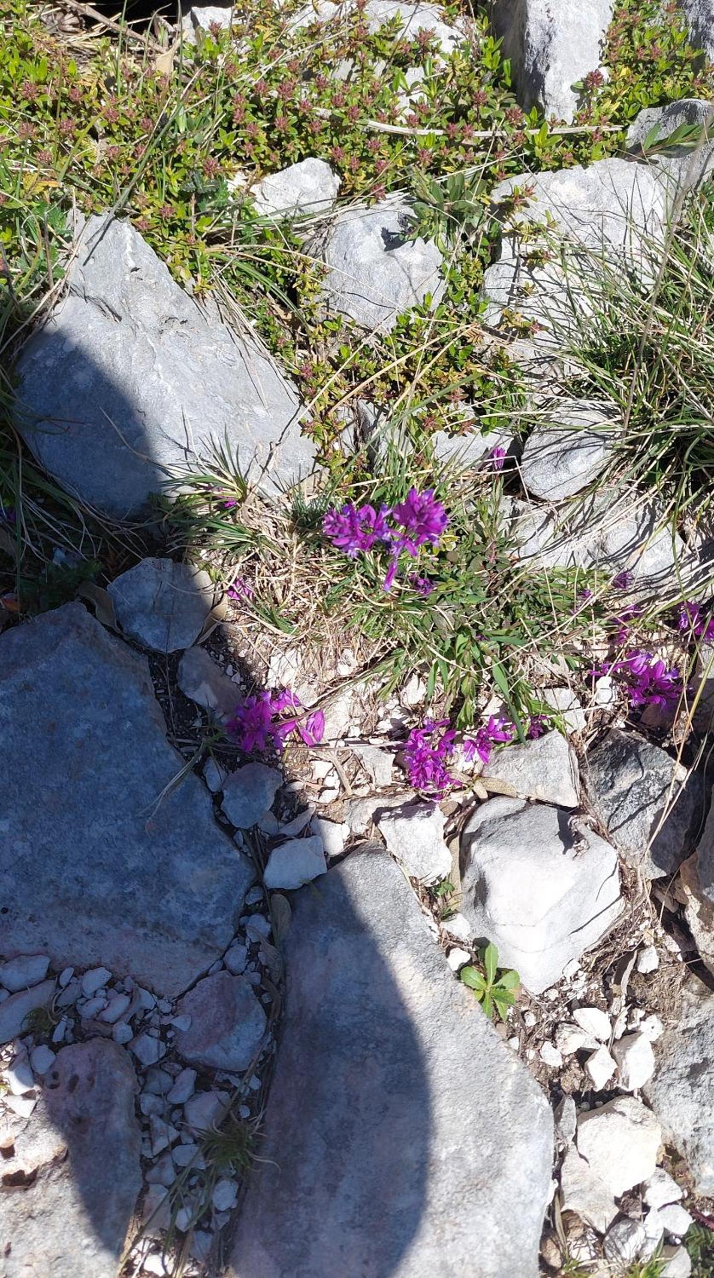 Guesthouse Alberti Llogara