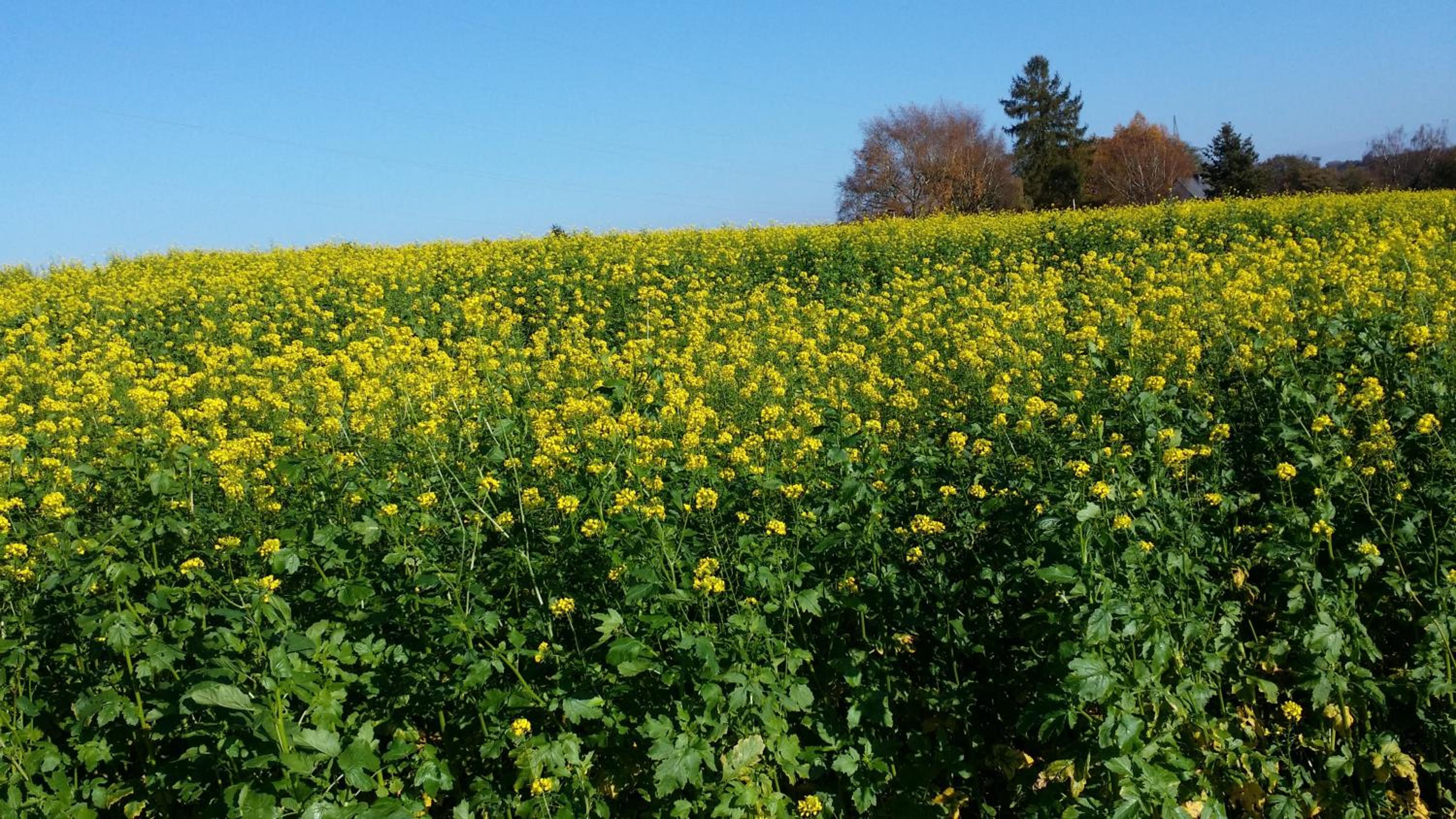 FeWo Brückenblick