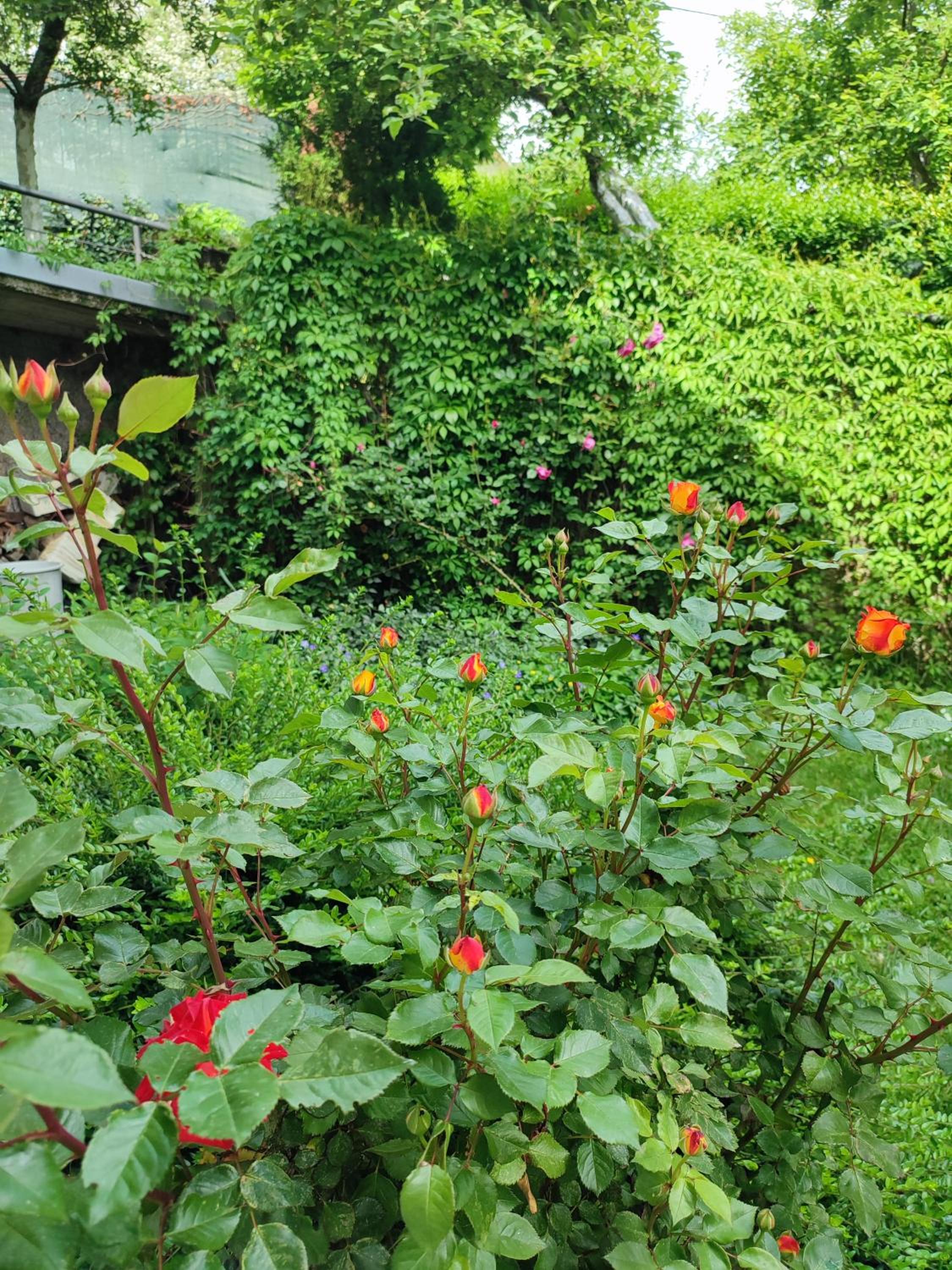 Garden House
