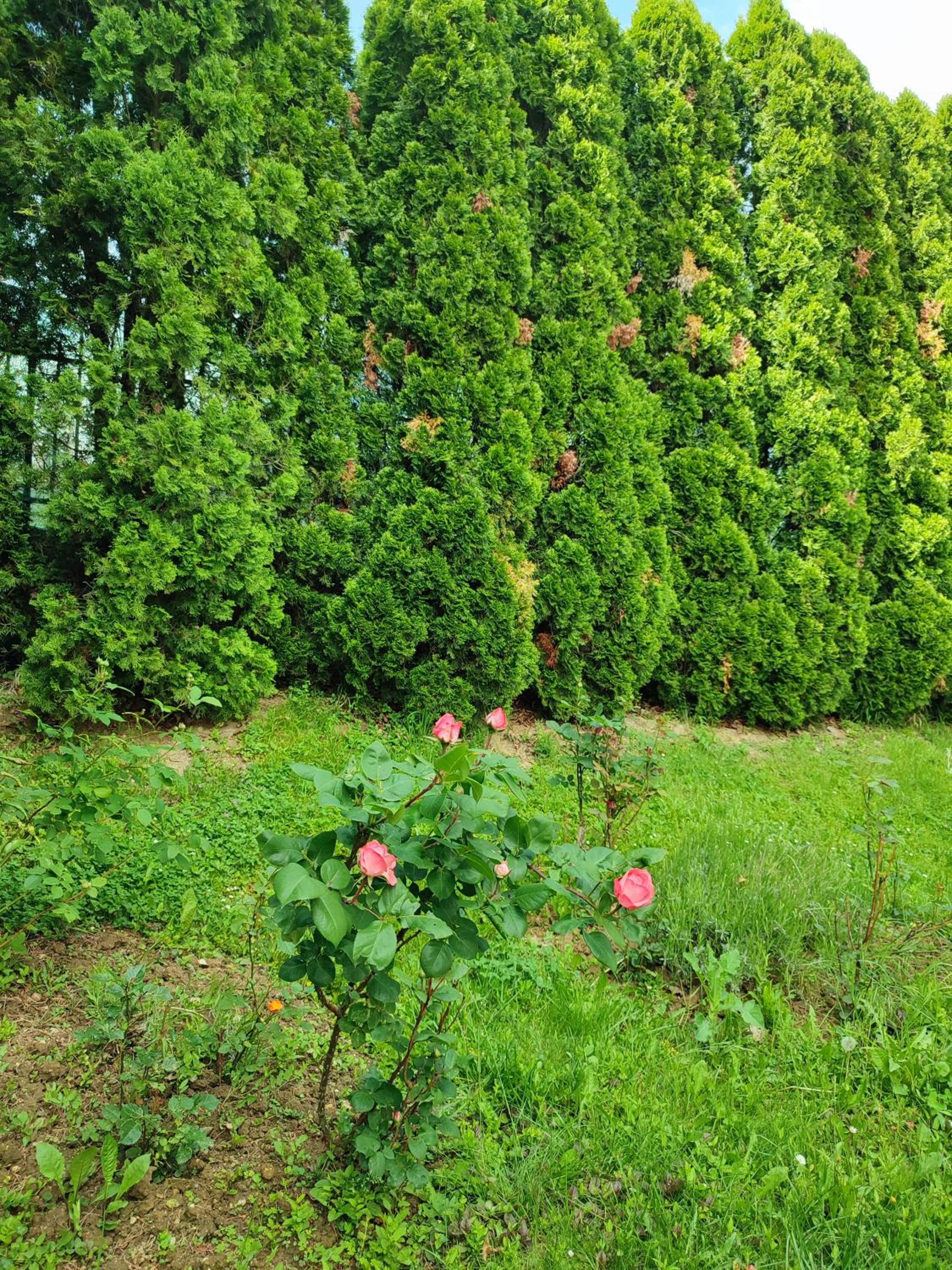 Garden House