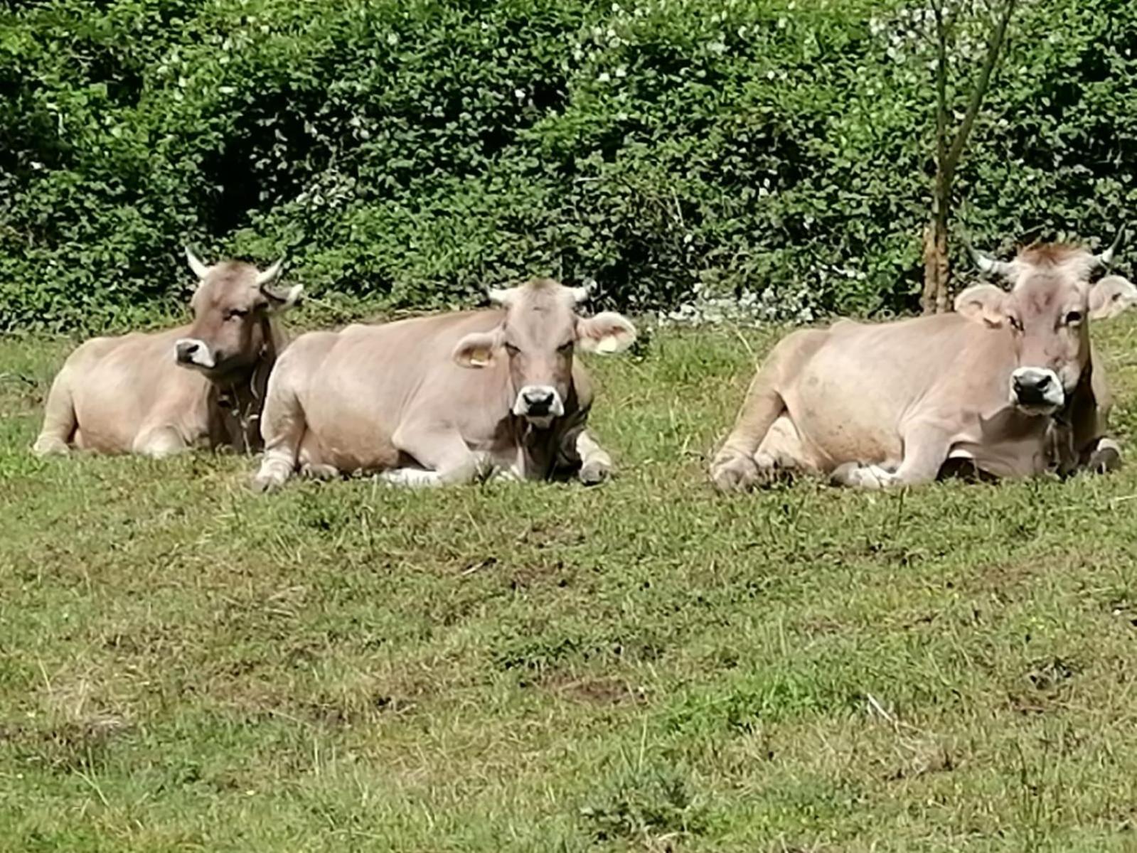 Agriturismo La Betulla