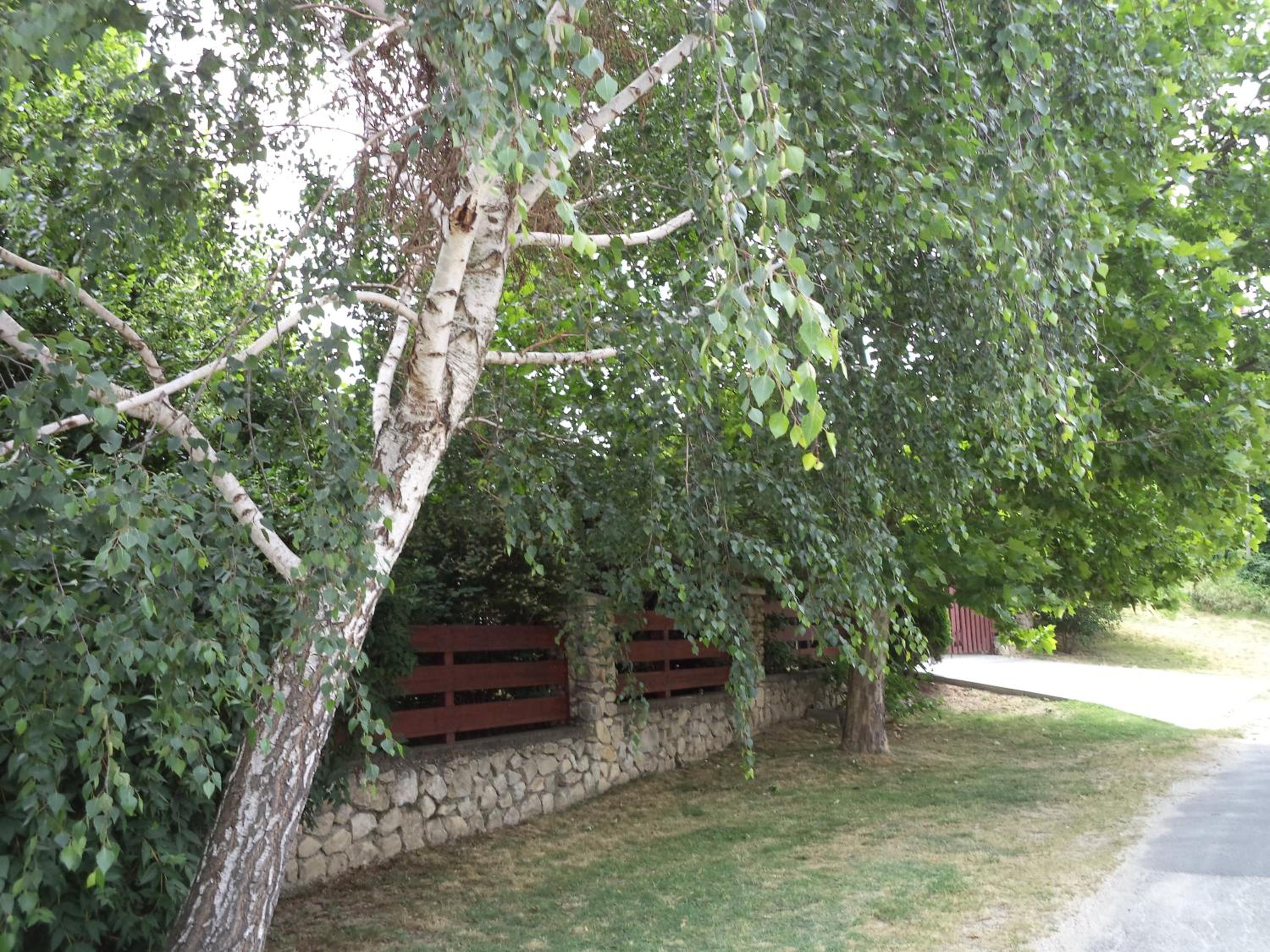 Photo 24
