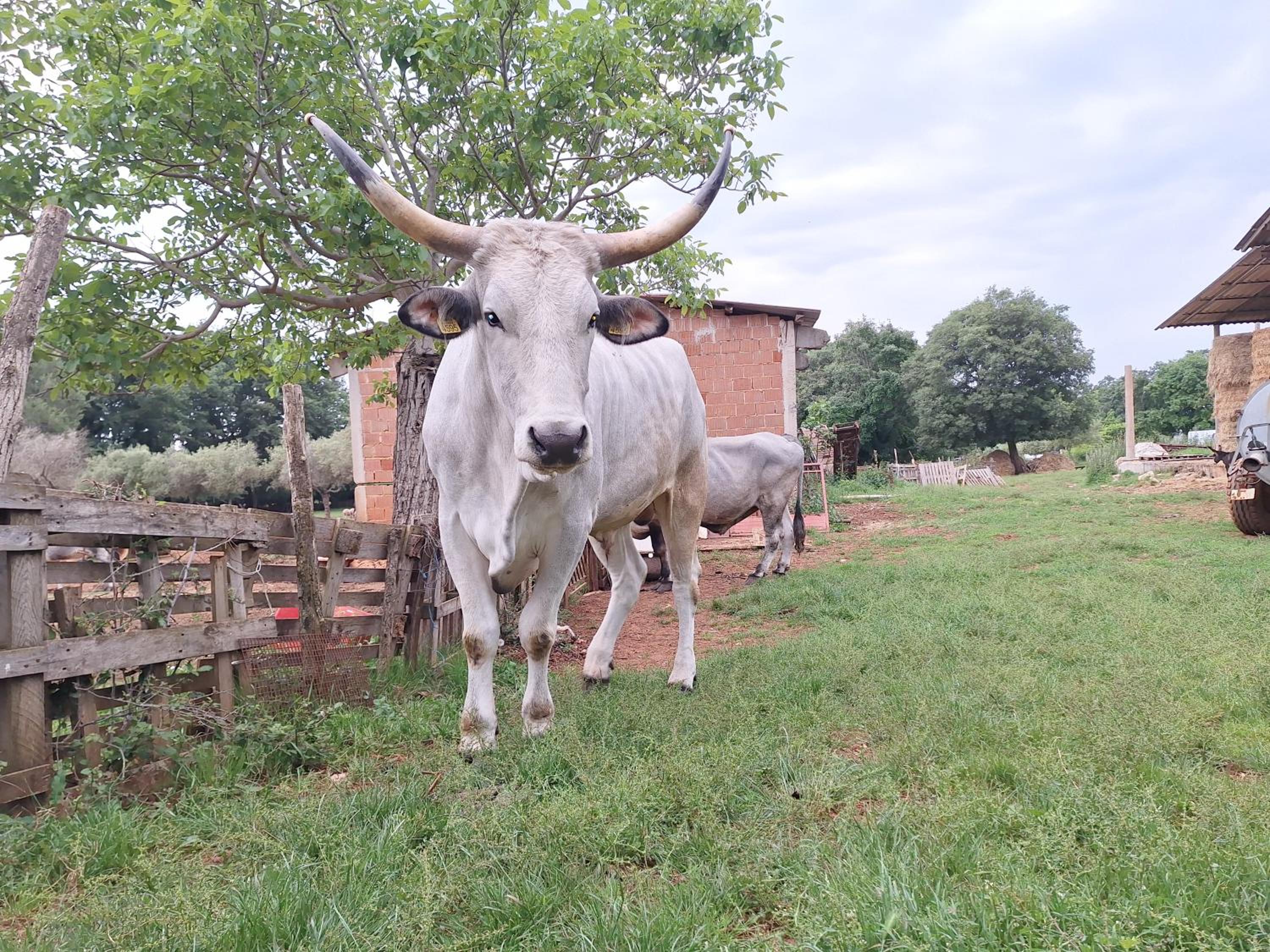 Ranch Radin
