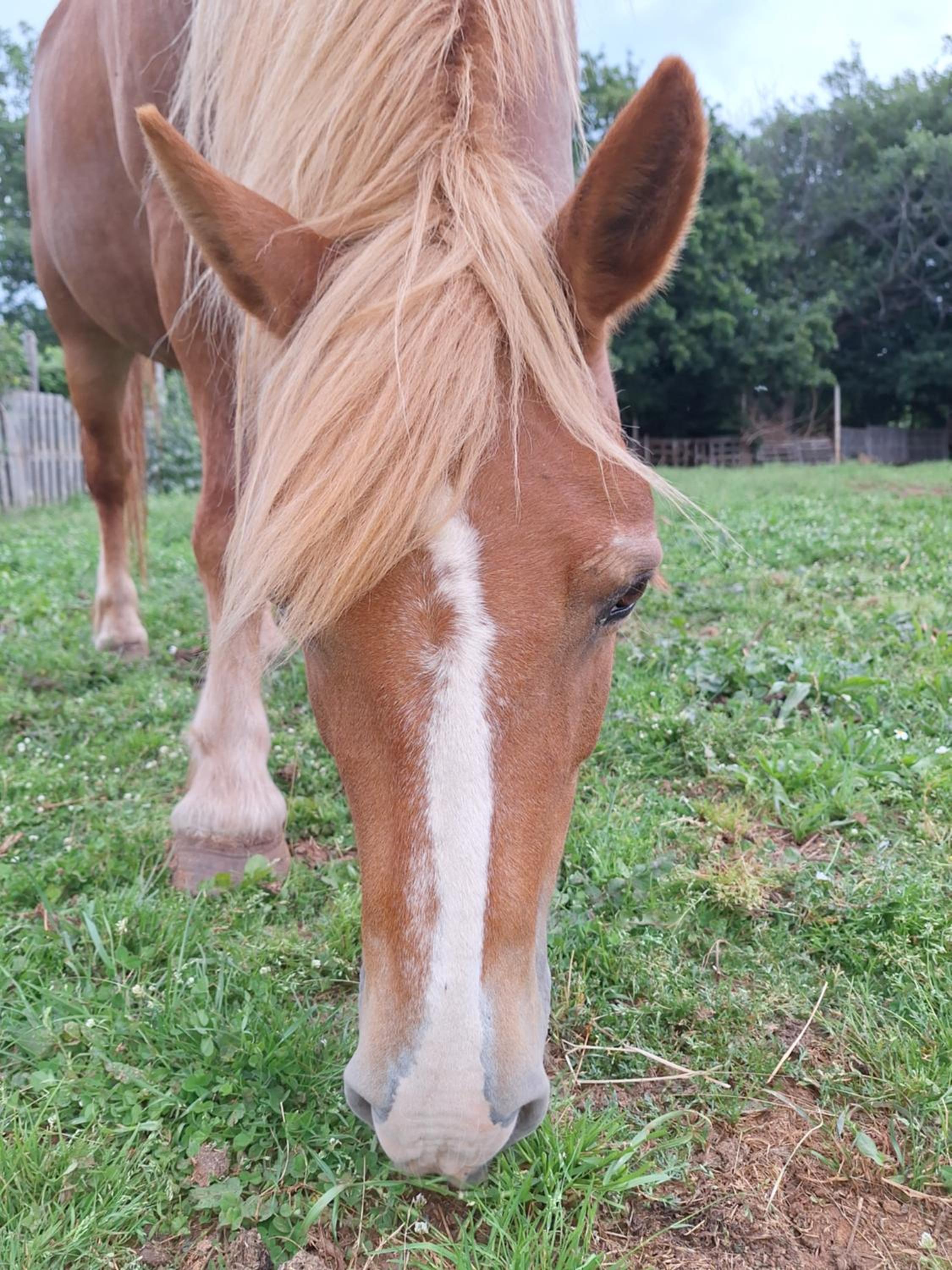Ranch Radin