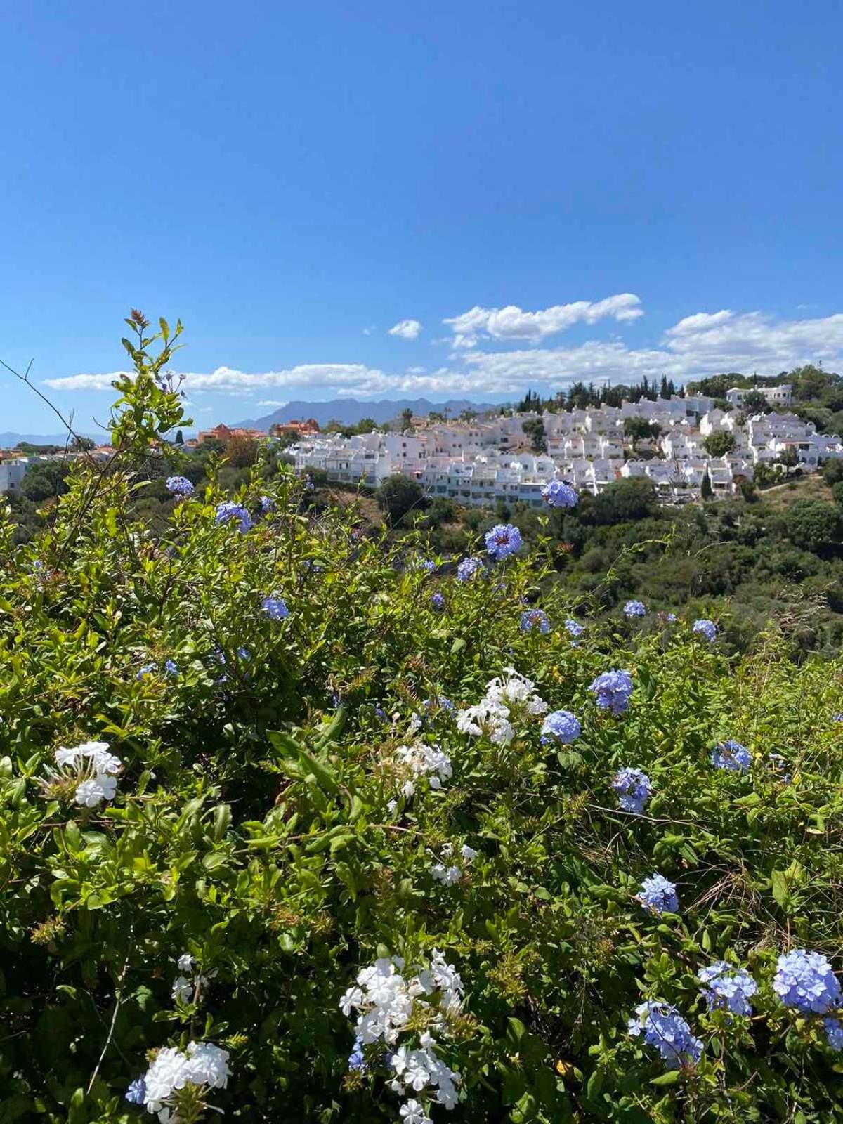 Golden Dreams of Marbella