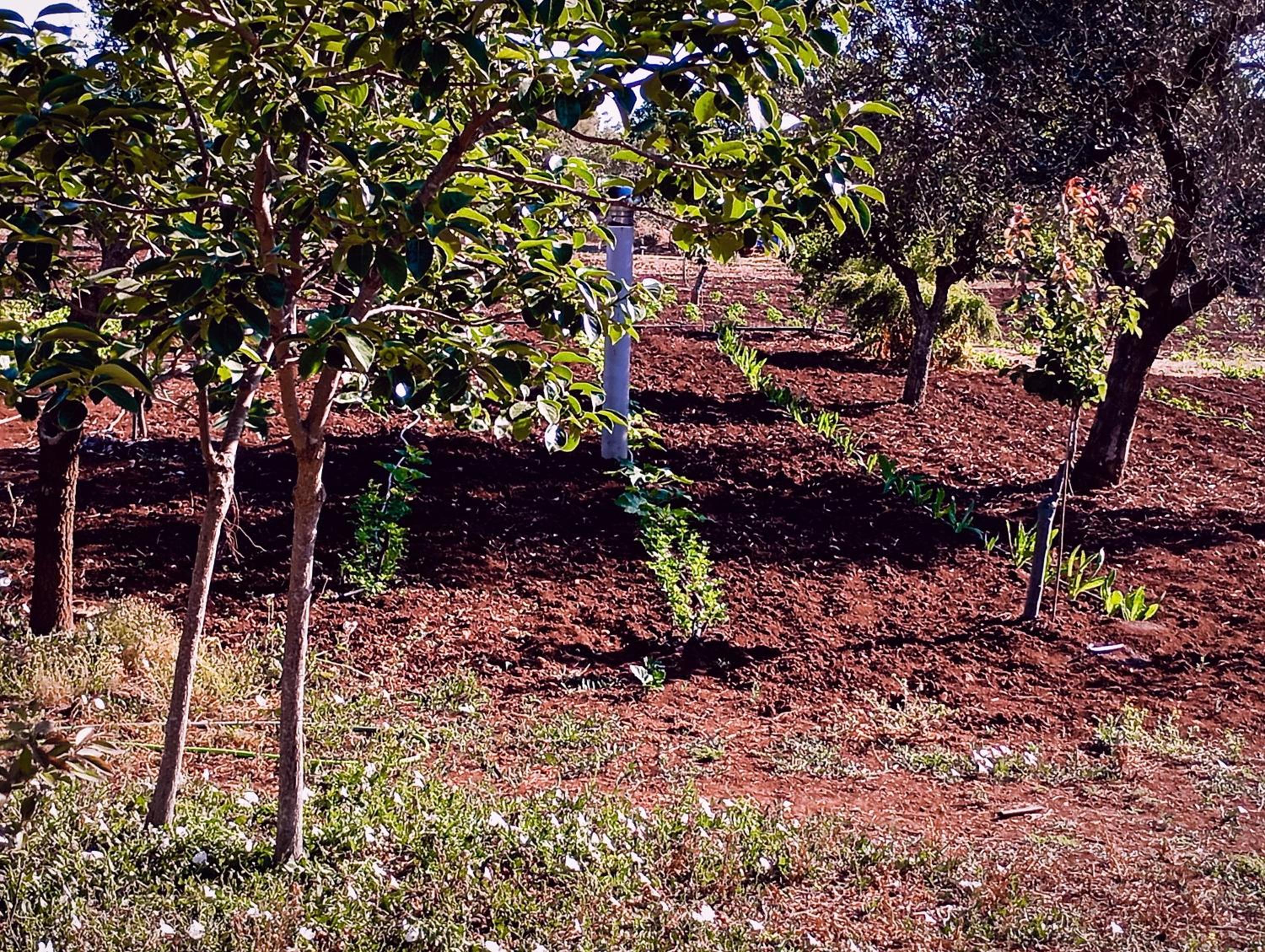 Agriturismo Il Pavone