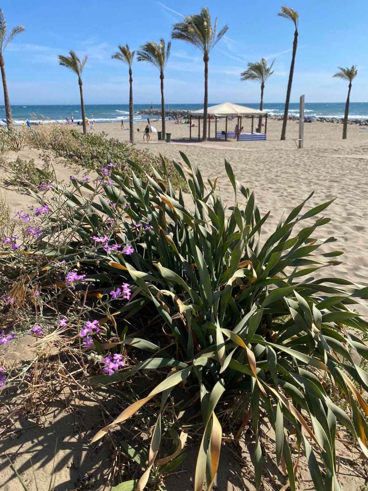 Golden Dreams of Marbella